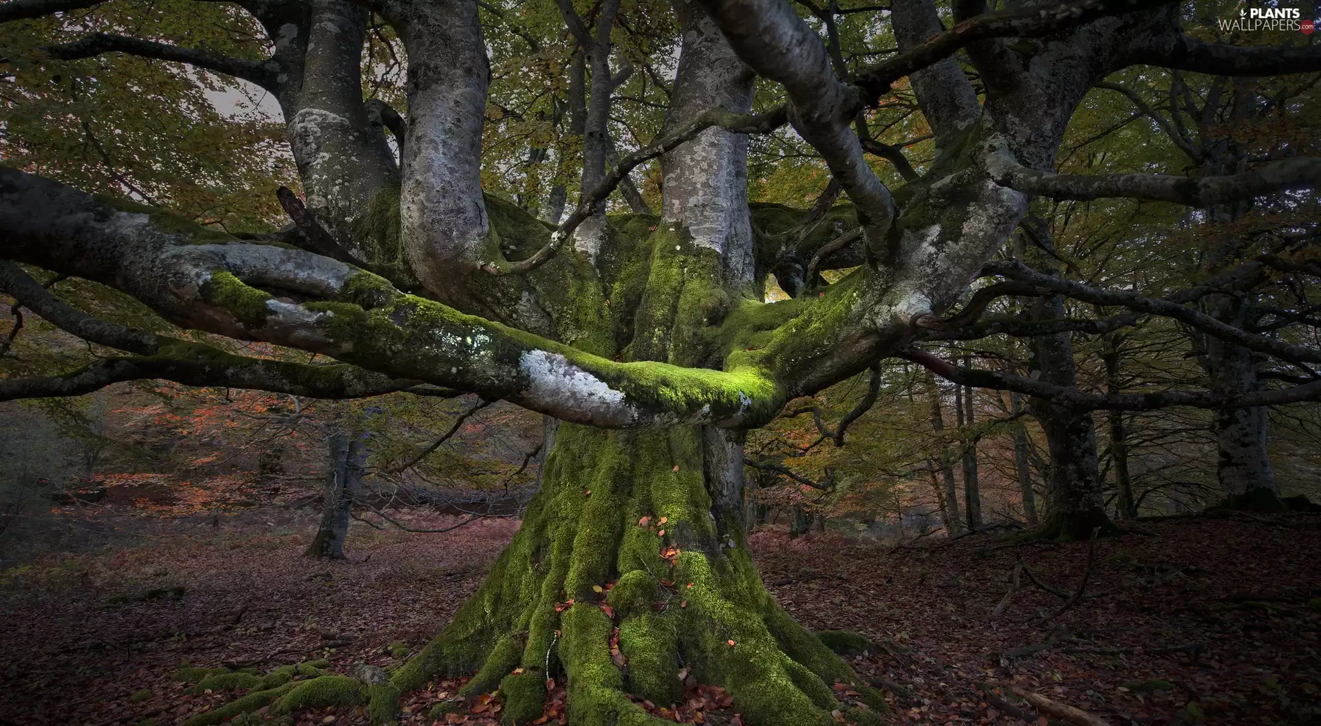 trunk, branch pics, trees, mossy, forest