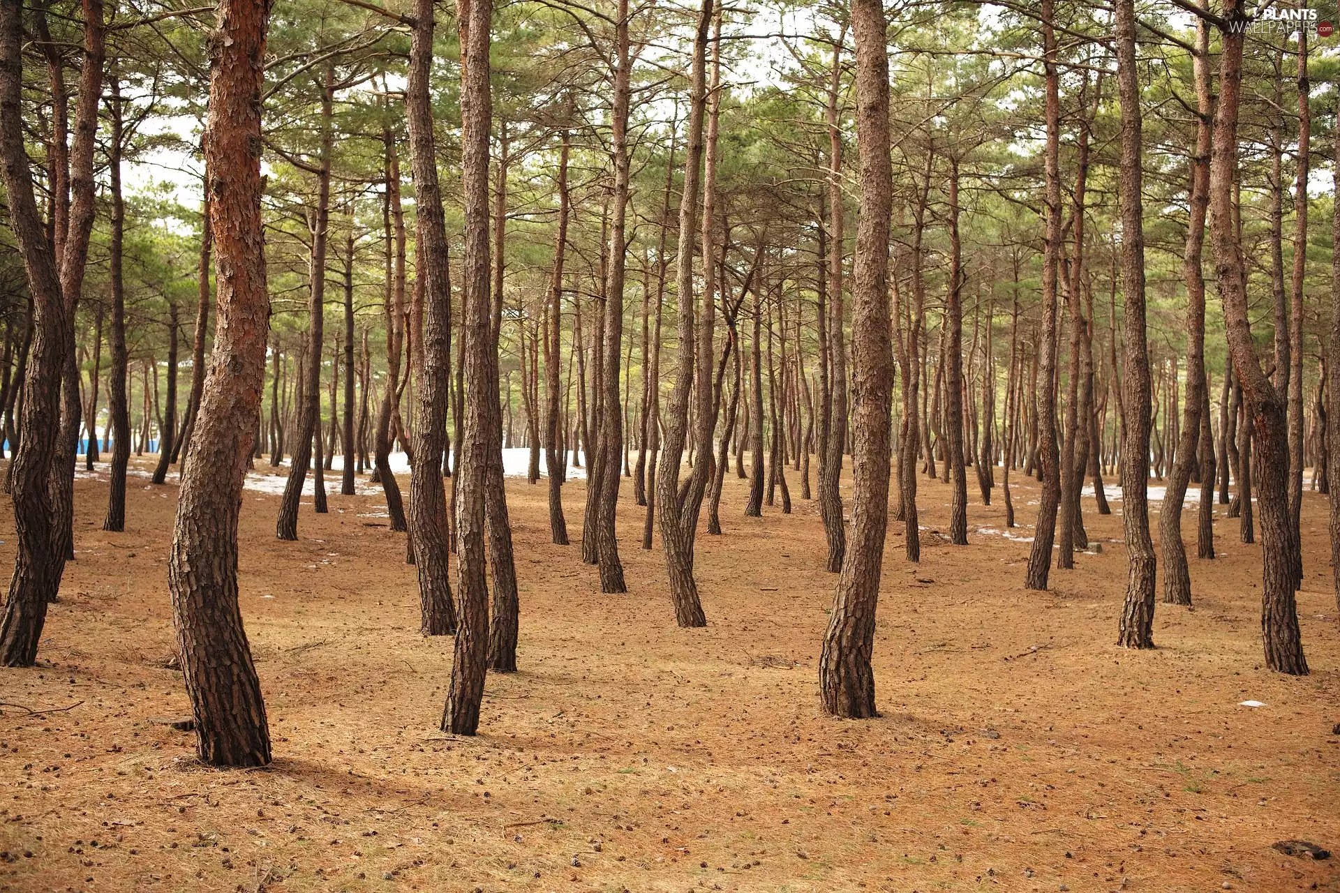forest, viewes, pine, trees