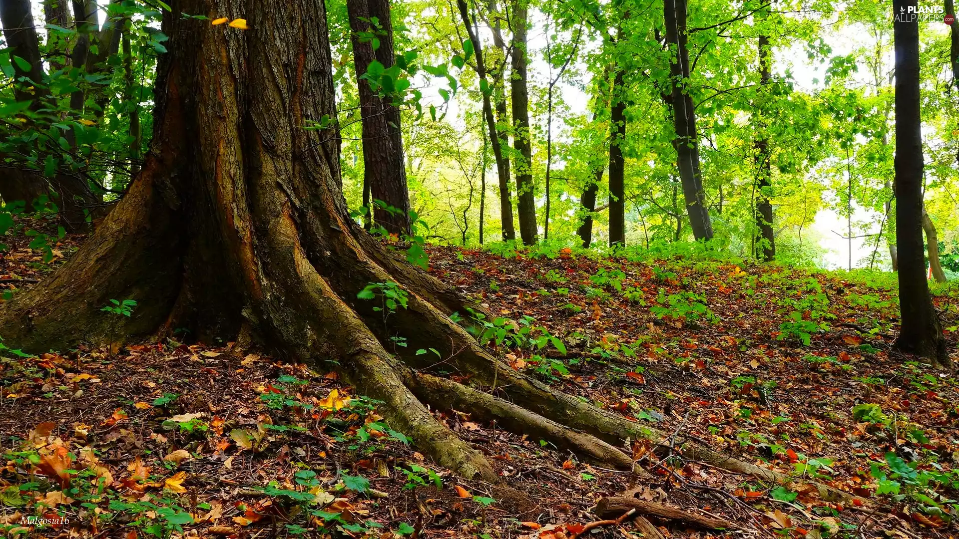 forest, viewes, Plants, trees