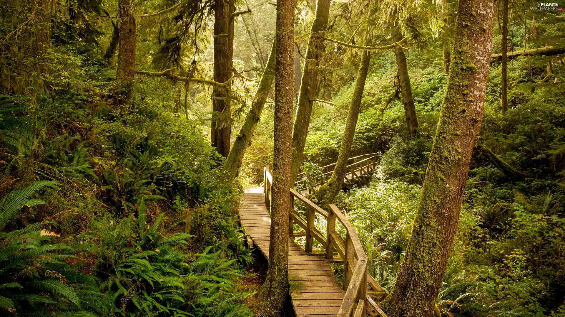 forest, viewes, Platform, trees