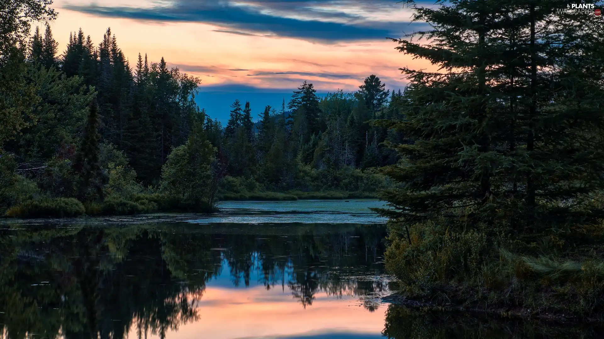 Pond - car, reflection, trees, viewes, forest