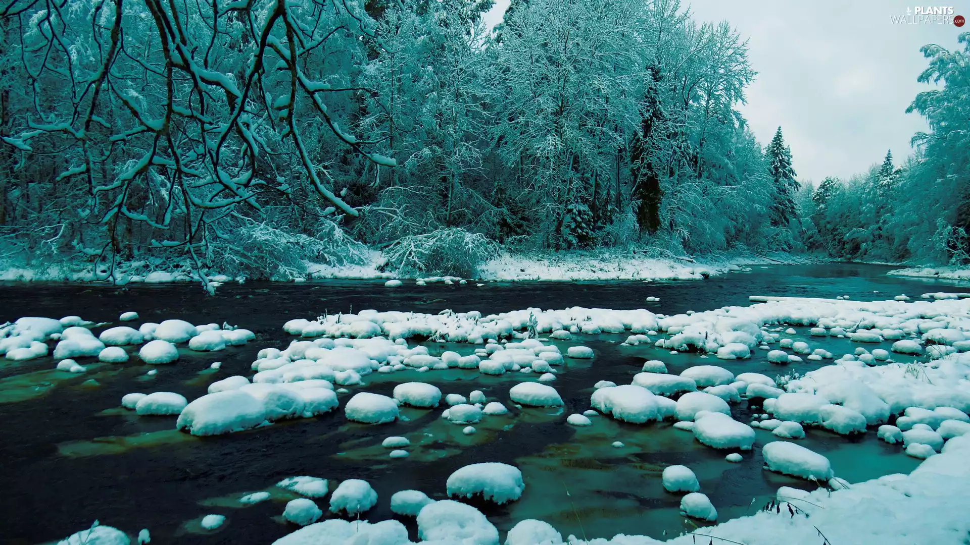viewes, River, forest, trees, winter, snow, Stones