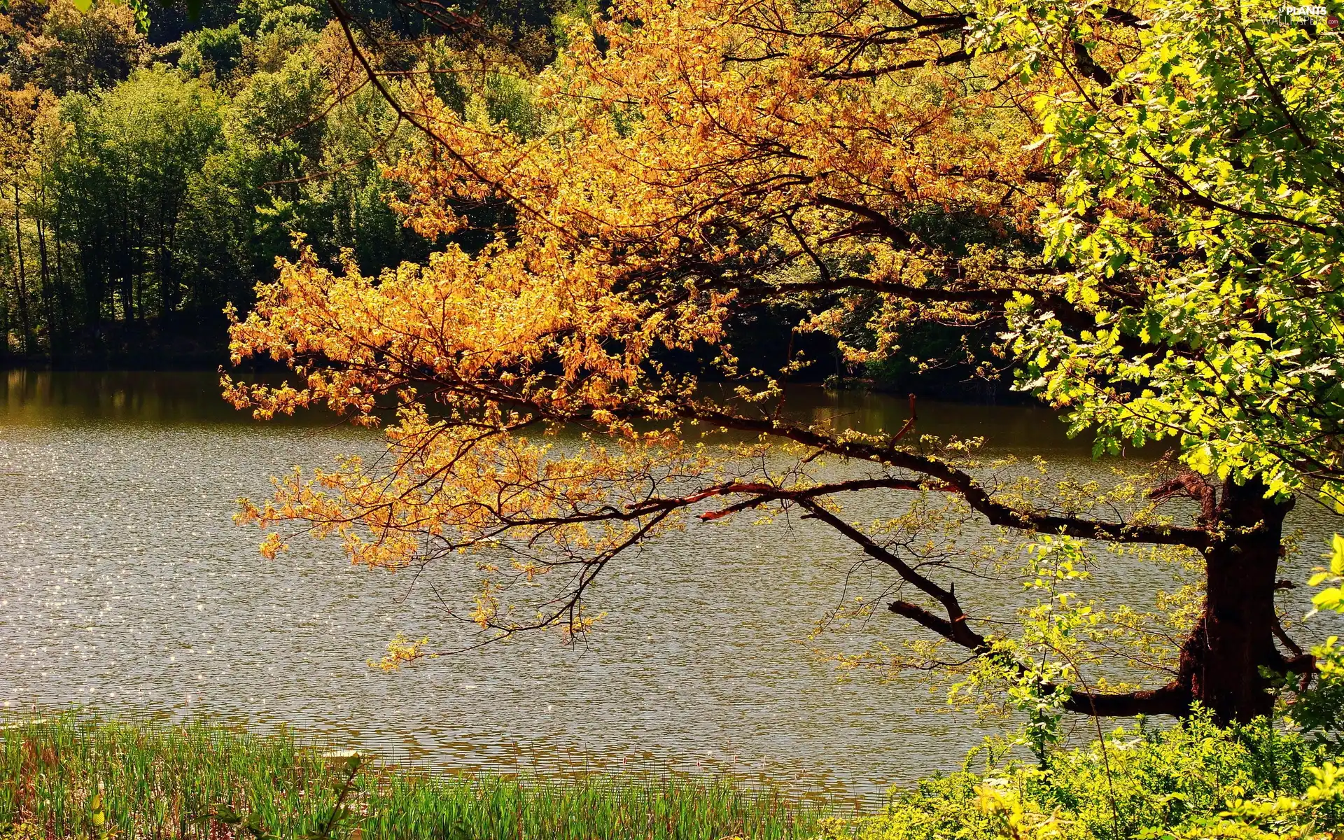 trees, River, forest