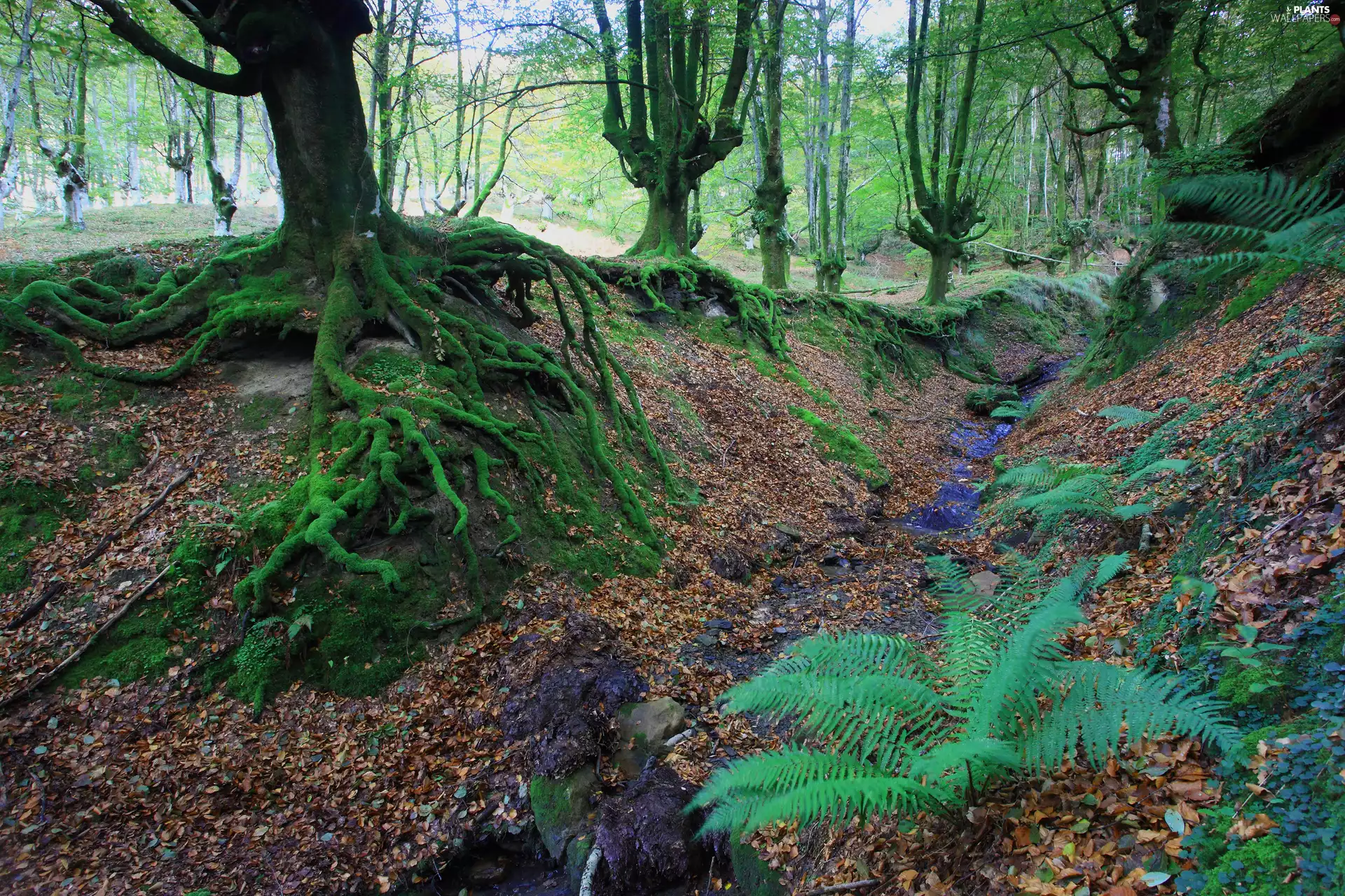 forest, viewes, roots, trees