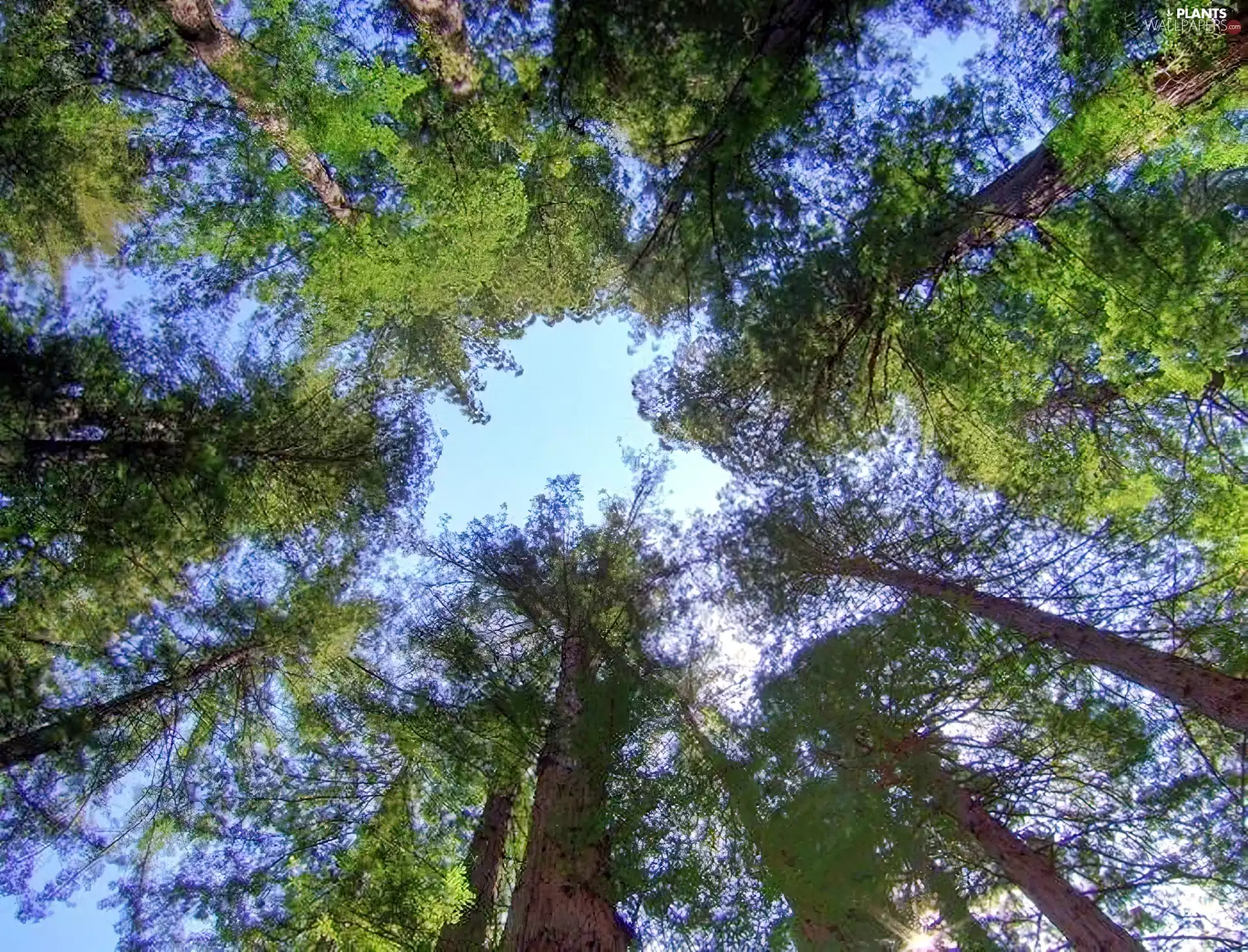 forest, viewes, Sky, trees