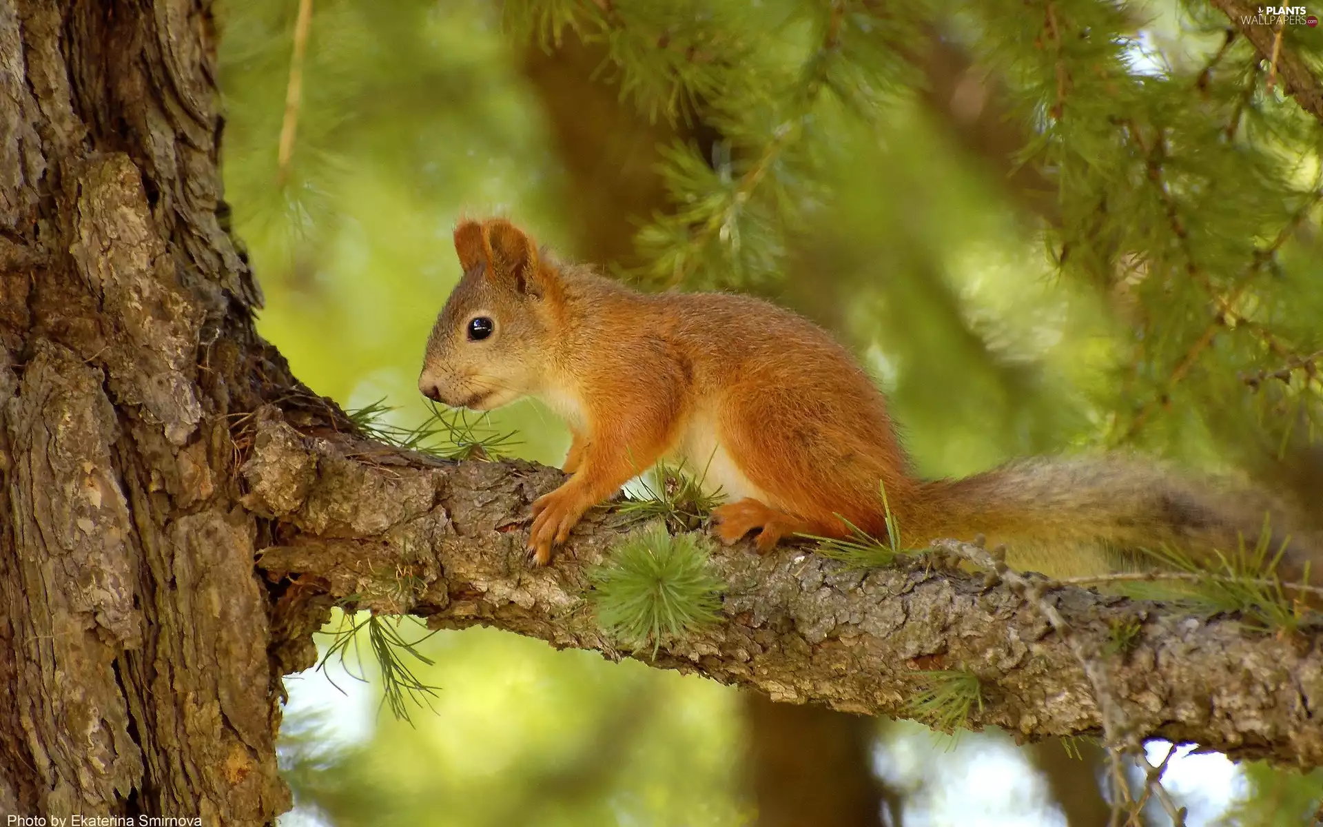 trees, squirrel, forest