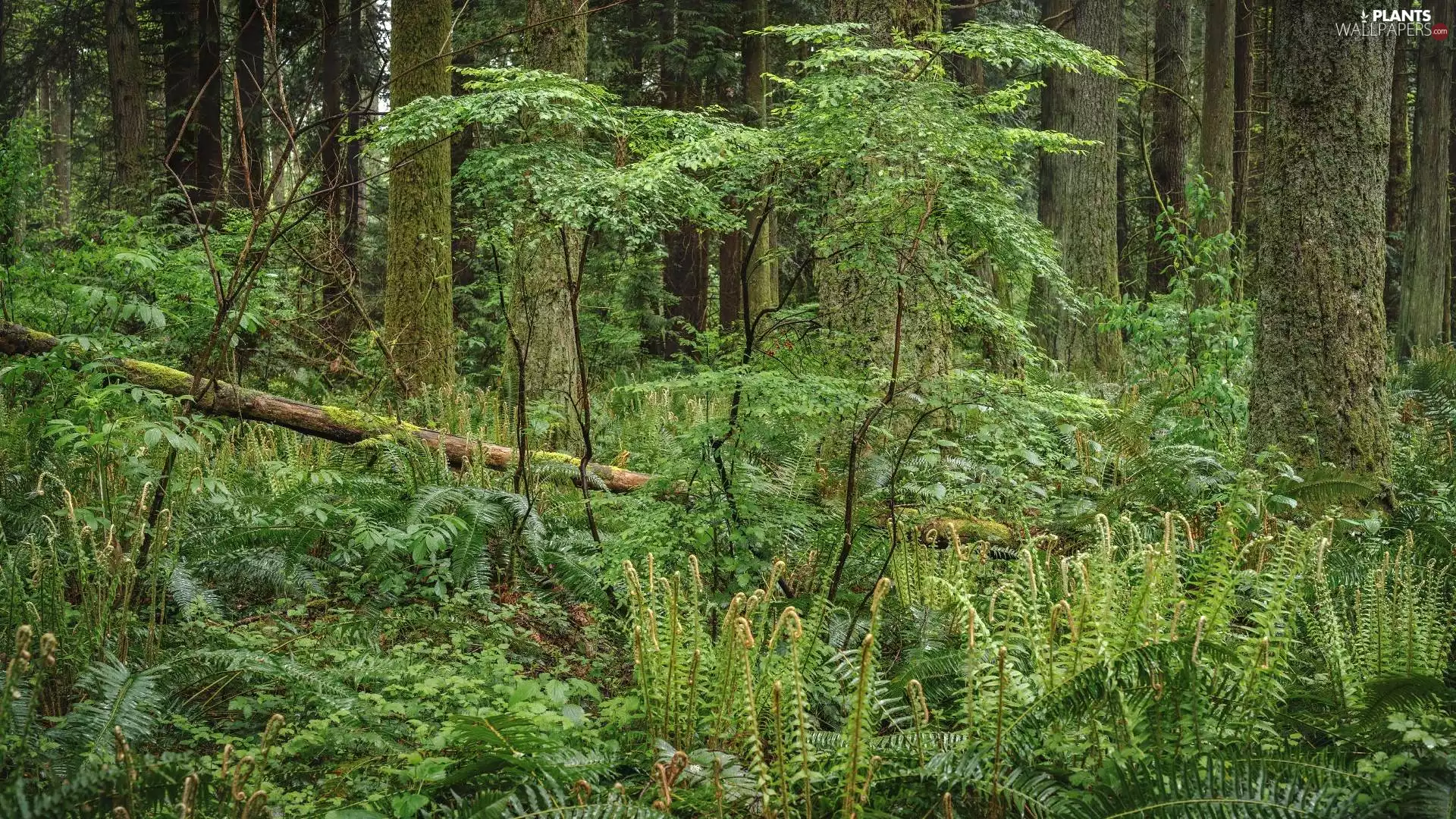 fallen, trees, forest, fern, summer