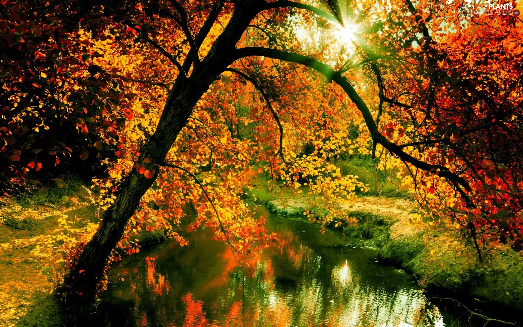 brook, autumn, sun, trees, rays, forest