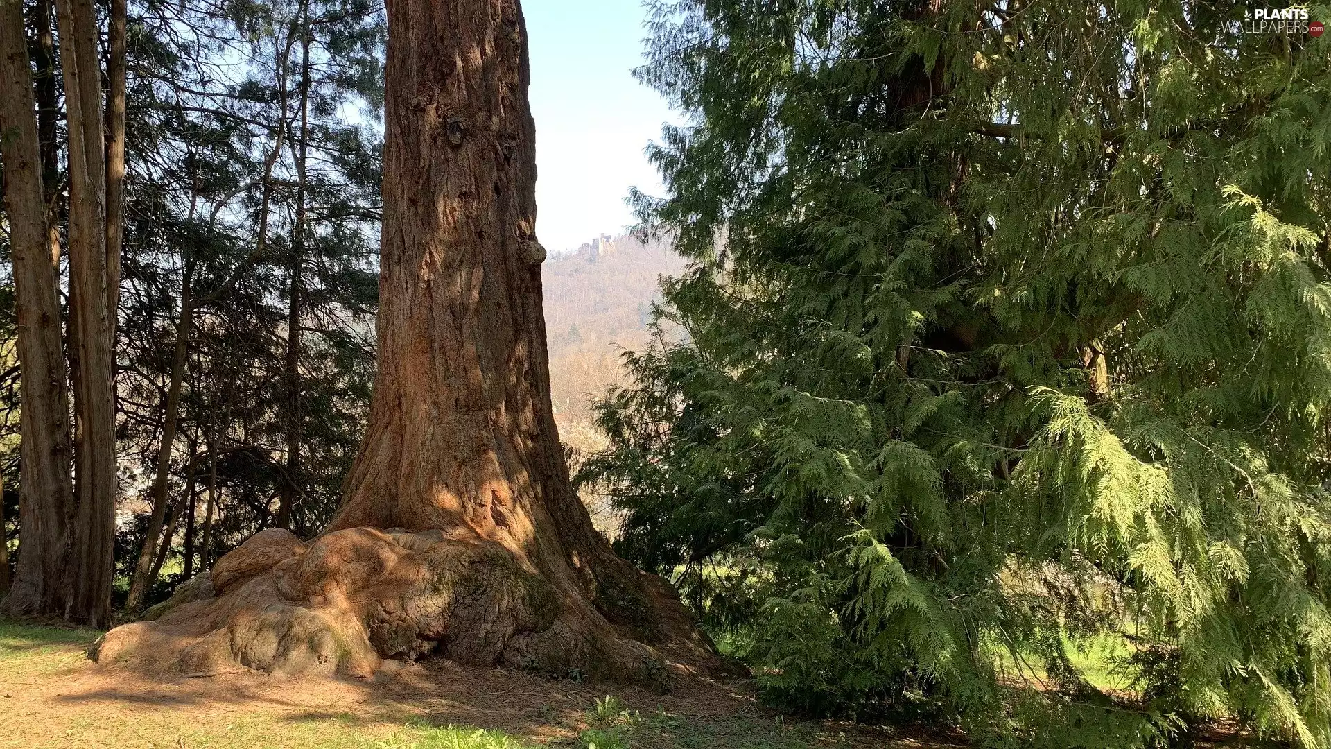 forest, viewes, trunk, trees