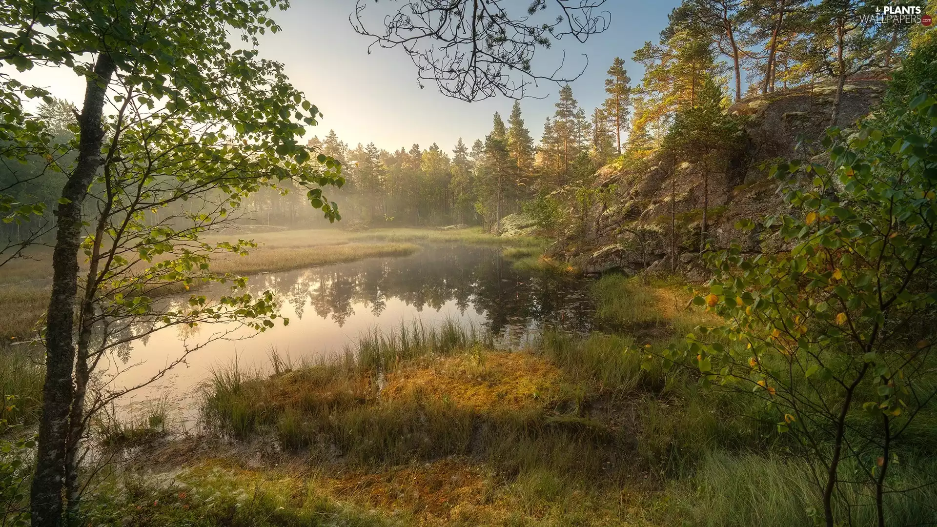 Pond - car, VEGETATION, trees, viewes, forest
