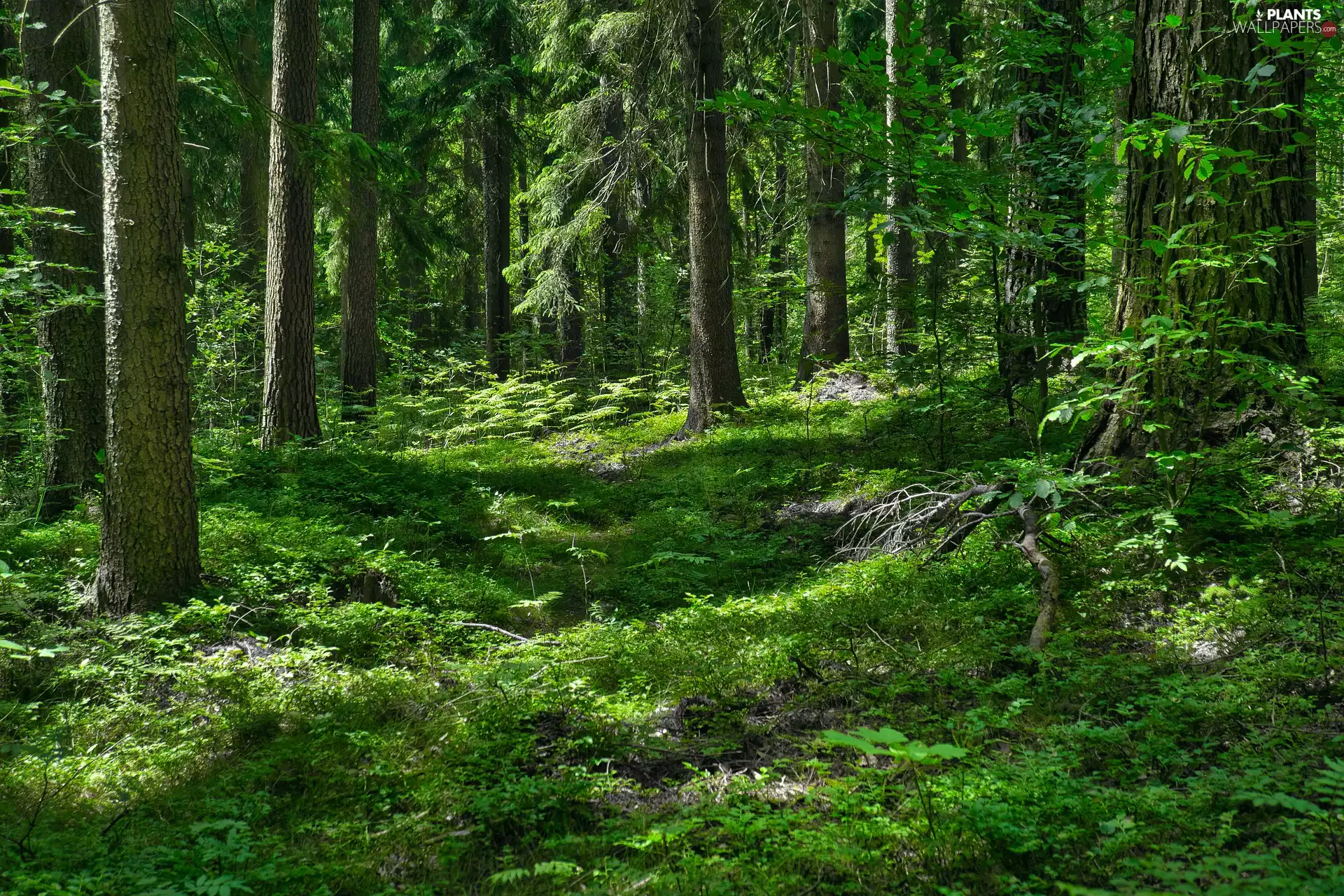 forest, viewes, VEGETATION, trees