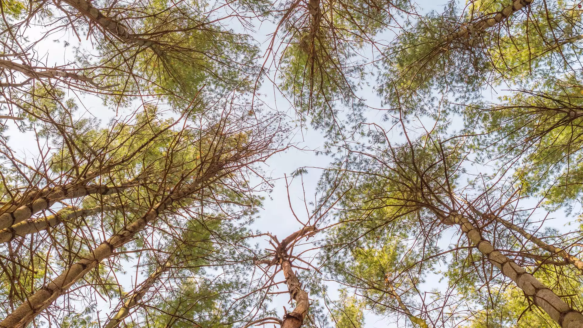 forest, viewes, vertices, trees