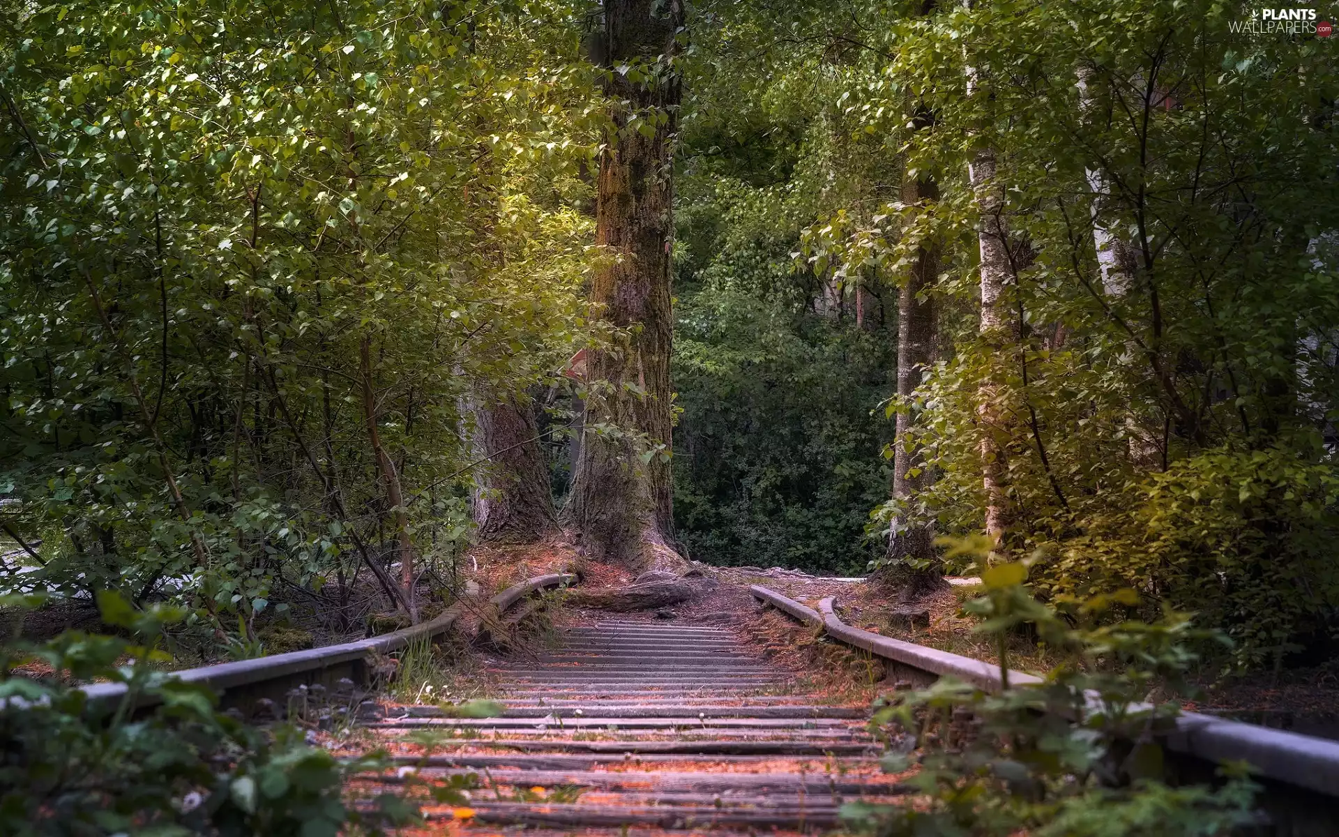 rails, ##, trees, viewes, forest