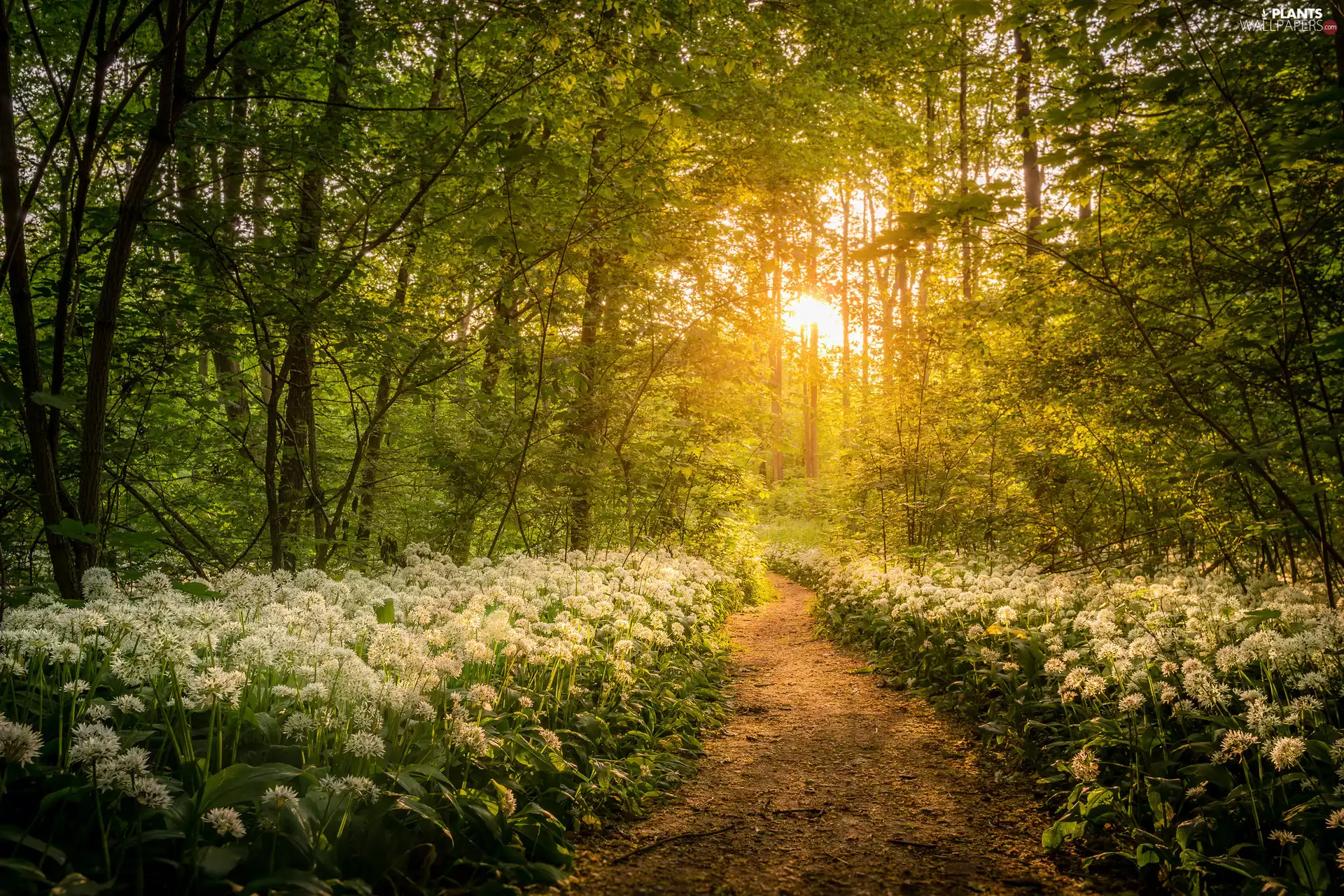 viewes, VEGETATION, Wild Garlic, Path, Flowers, trees, forest, piercing the sun