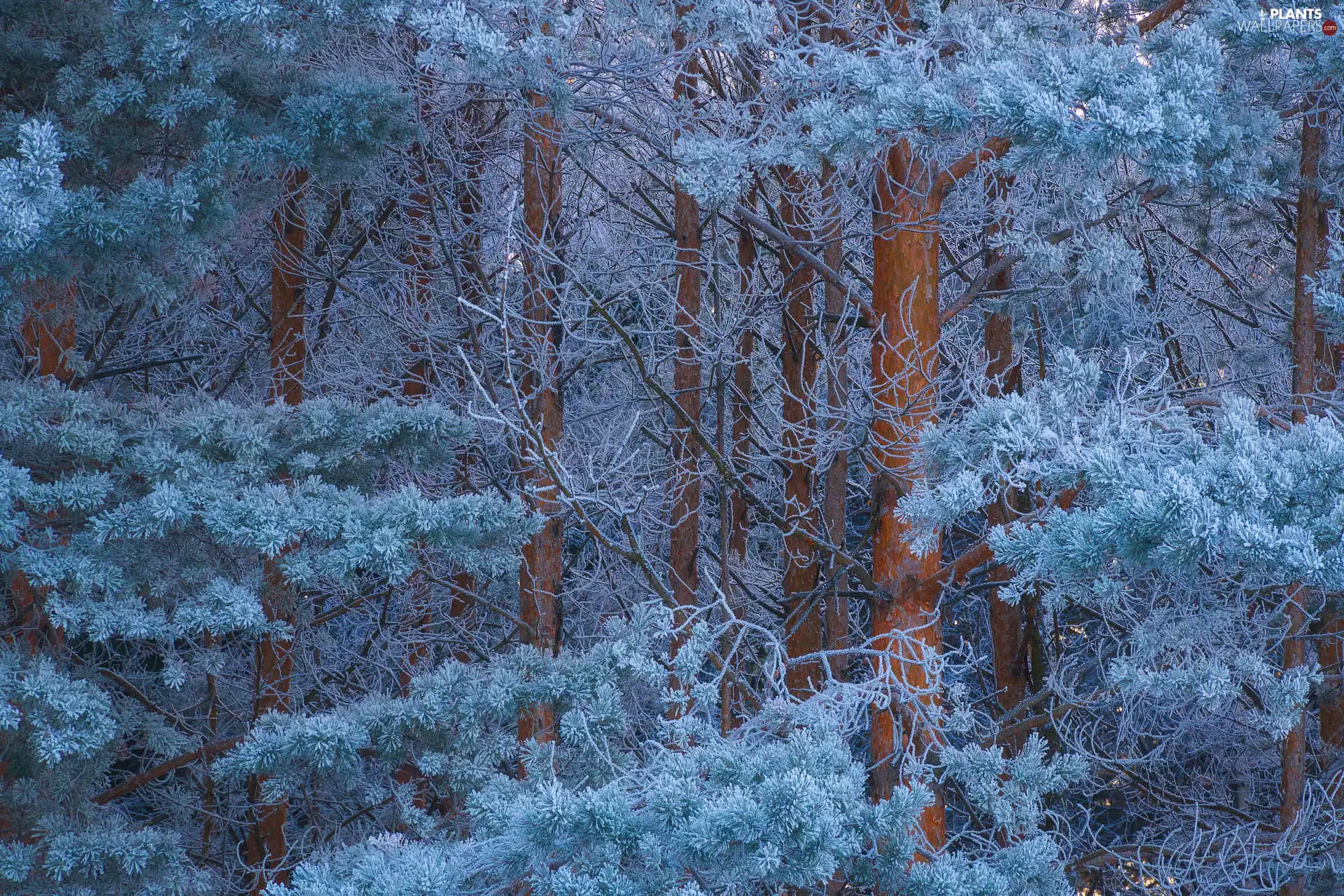 White frost, winter, trees, viewes, forest