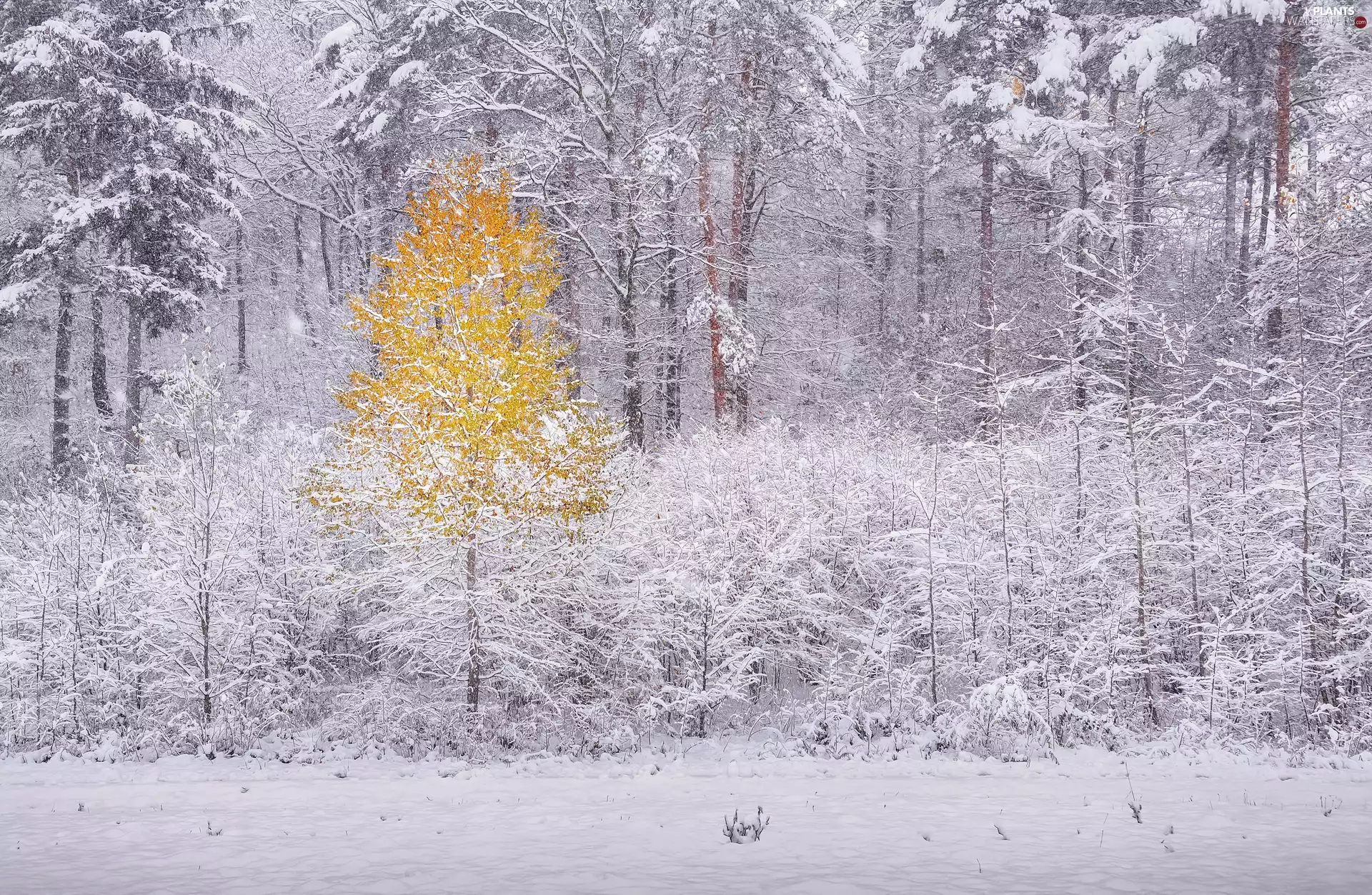 snow, winter, Yellow, trees, Autumn, forest