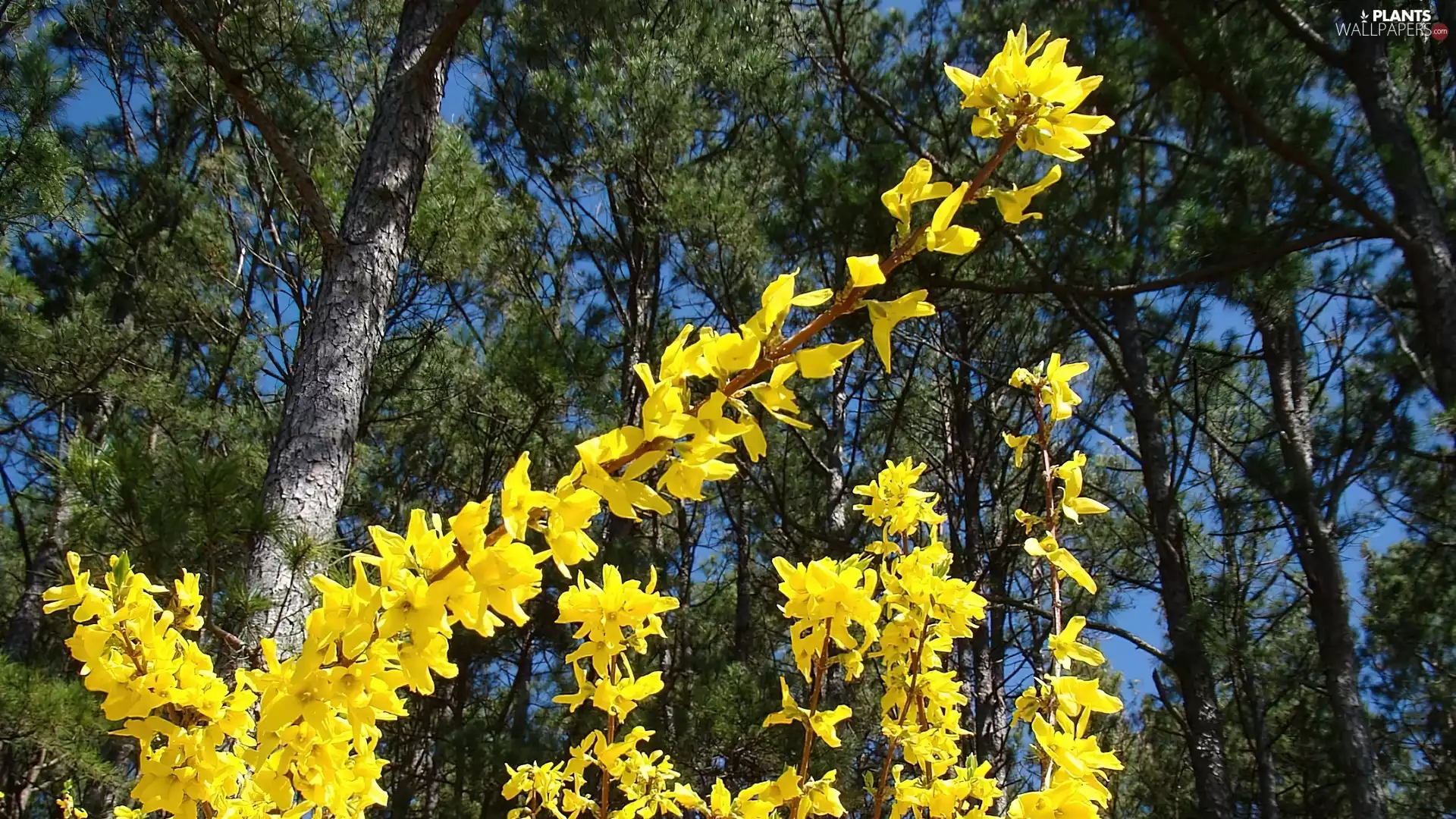 forsythia, viewes, Sky, trees