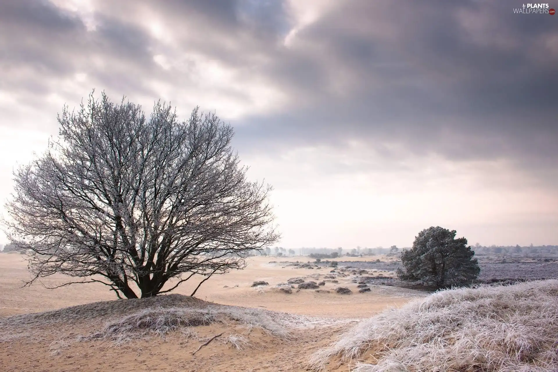 White frost, field, trees