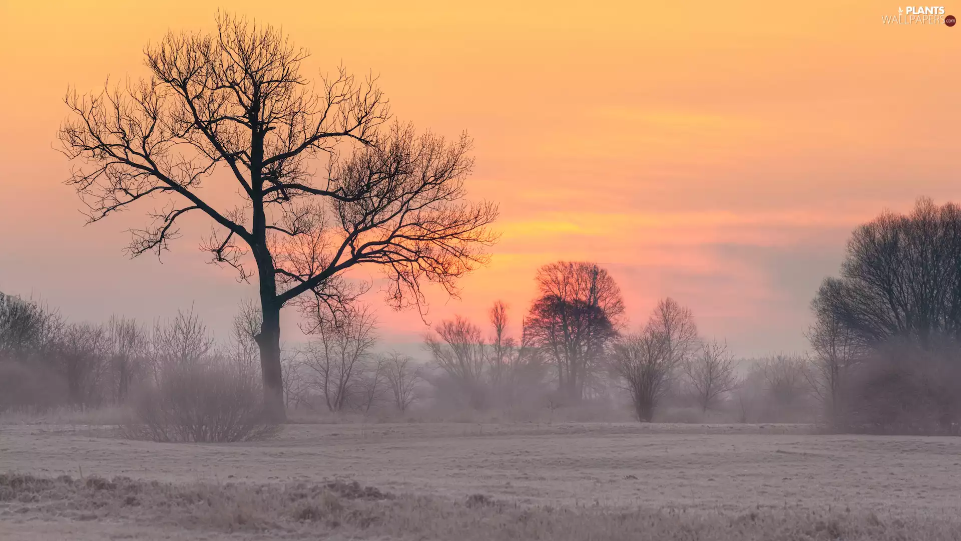 frosty, viewes, Fog, trees
