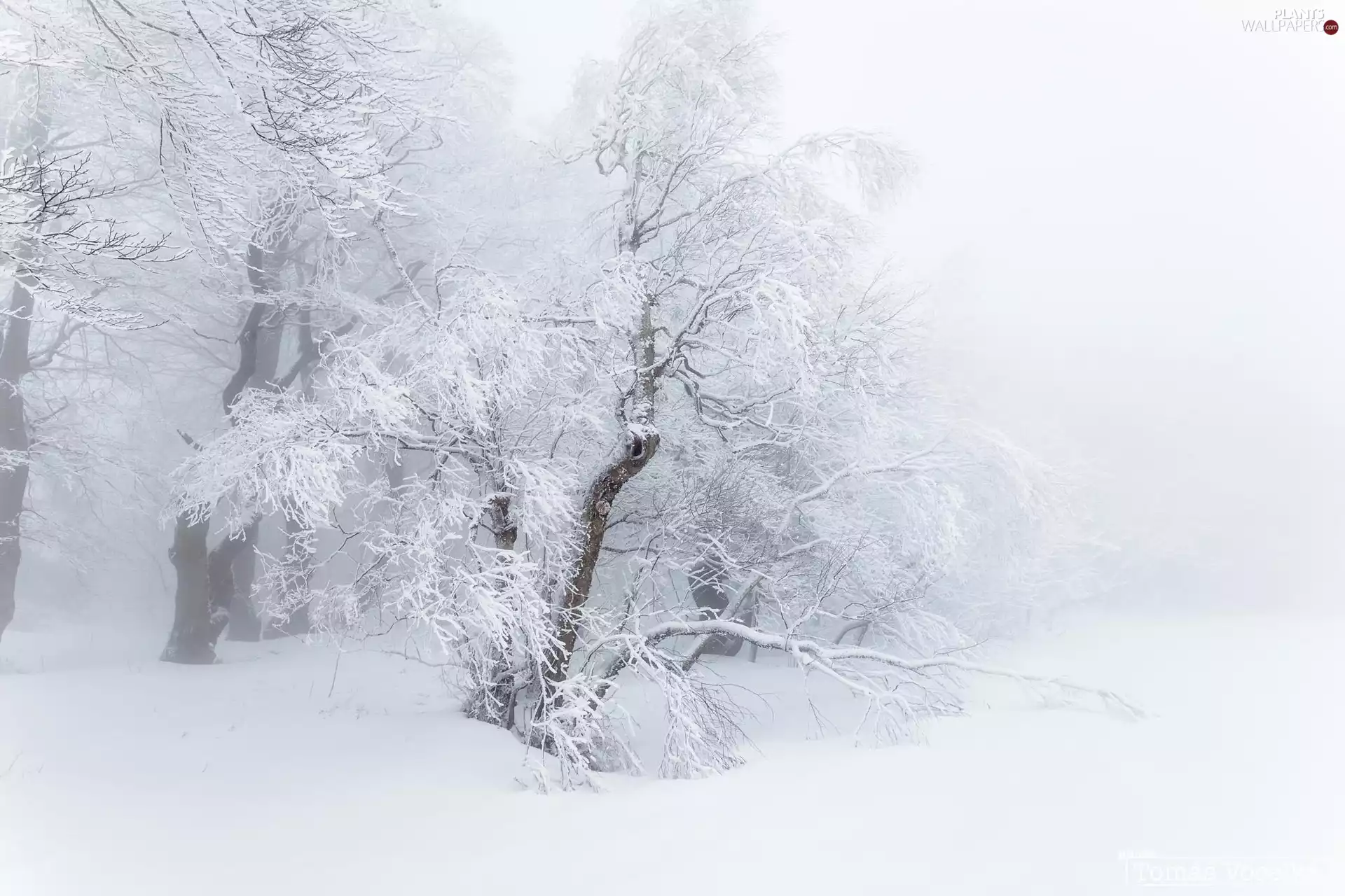 frosty, viewes, snow, trees