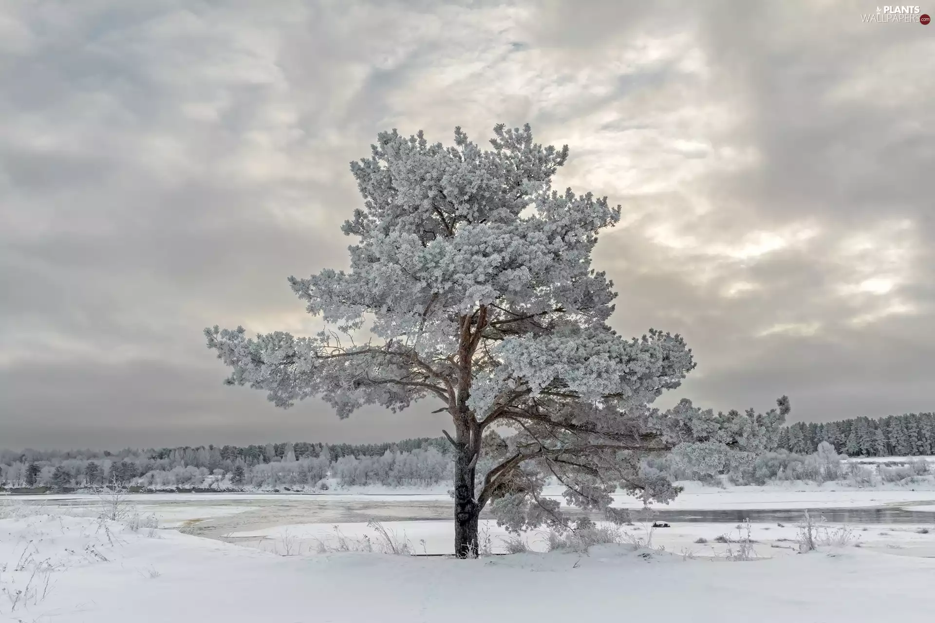 trees, winter, frosty