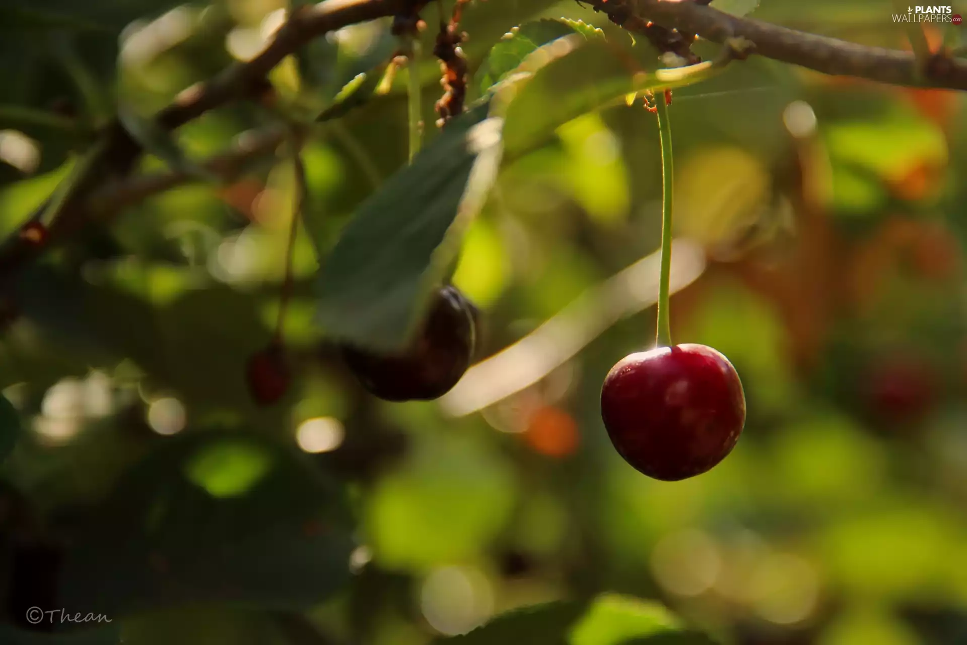 trees, cherry, fruit