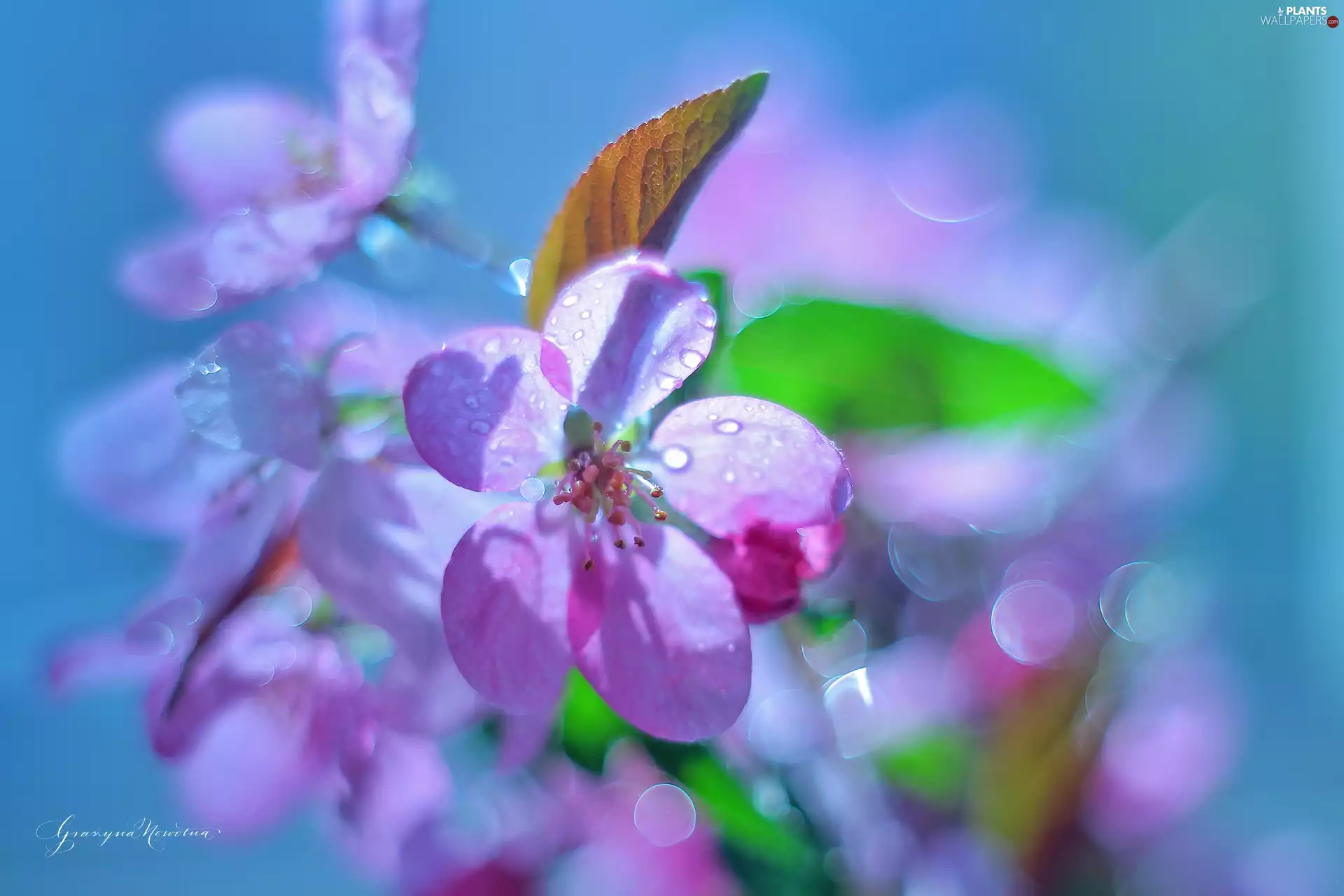 Pink, trees, fruit, Colourfull Flowers