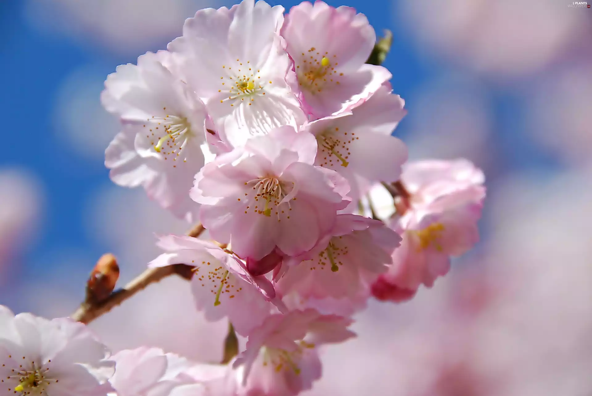 Pink, trees, fruit, Colourfull Flowers