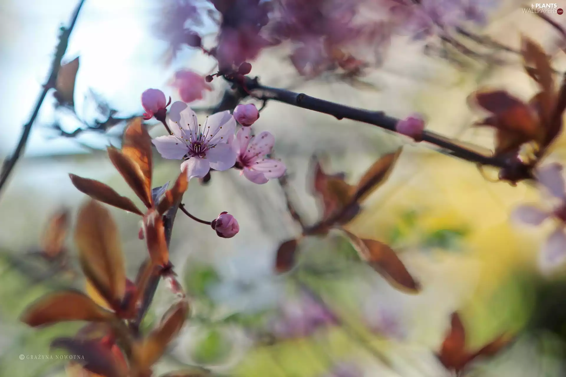 Pink, trees, fruit, Colourfull Flowers