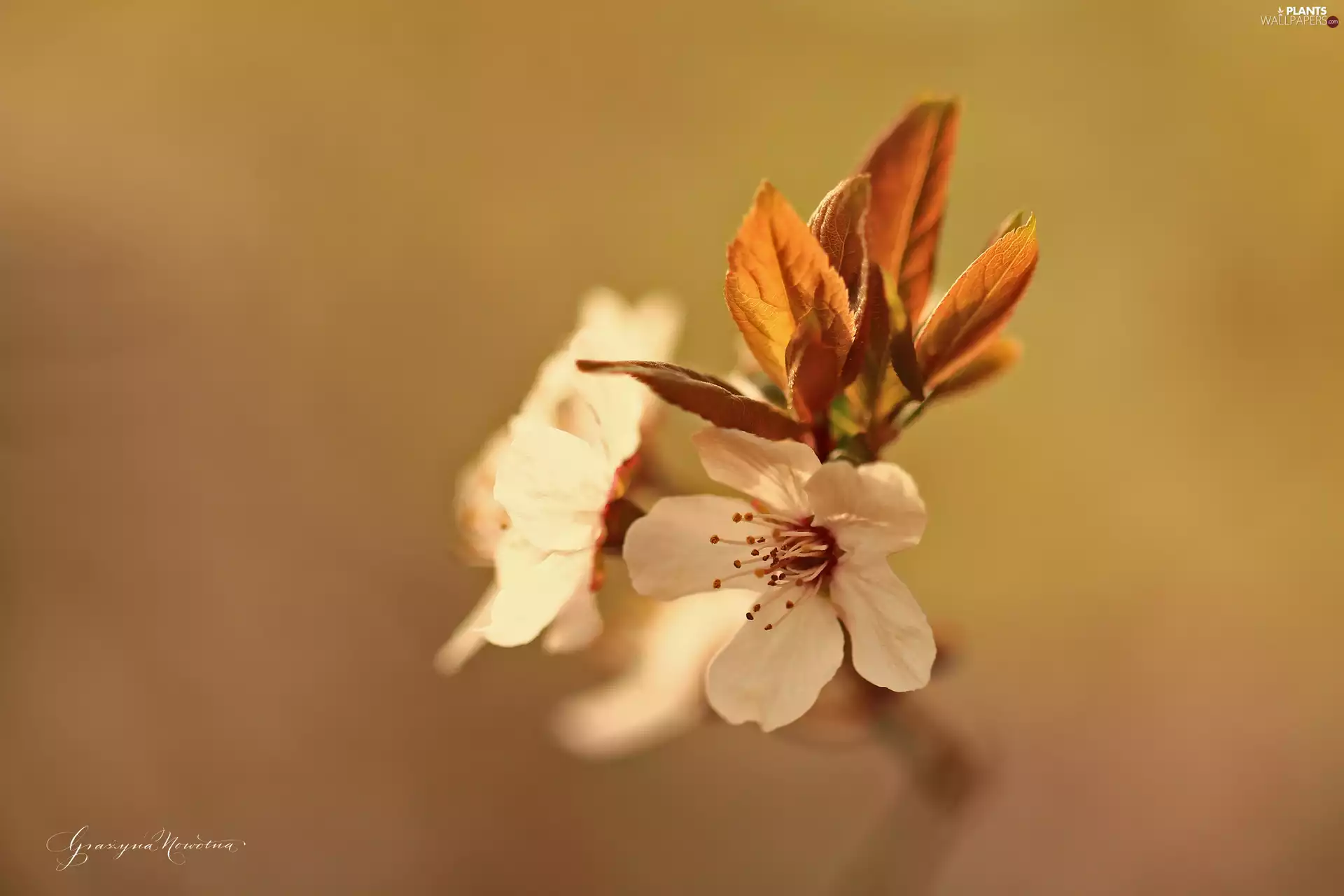 White, trees, fruit, Colourfull Flowers
