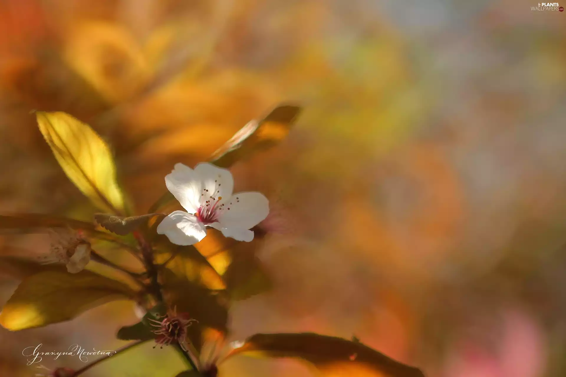 White, trees, fruit, Colourfull Flowers