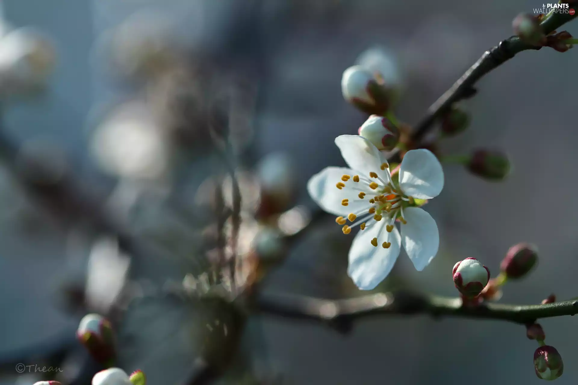 White, trees, fruit, Colourfull Flowers