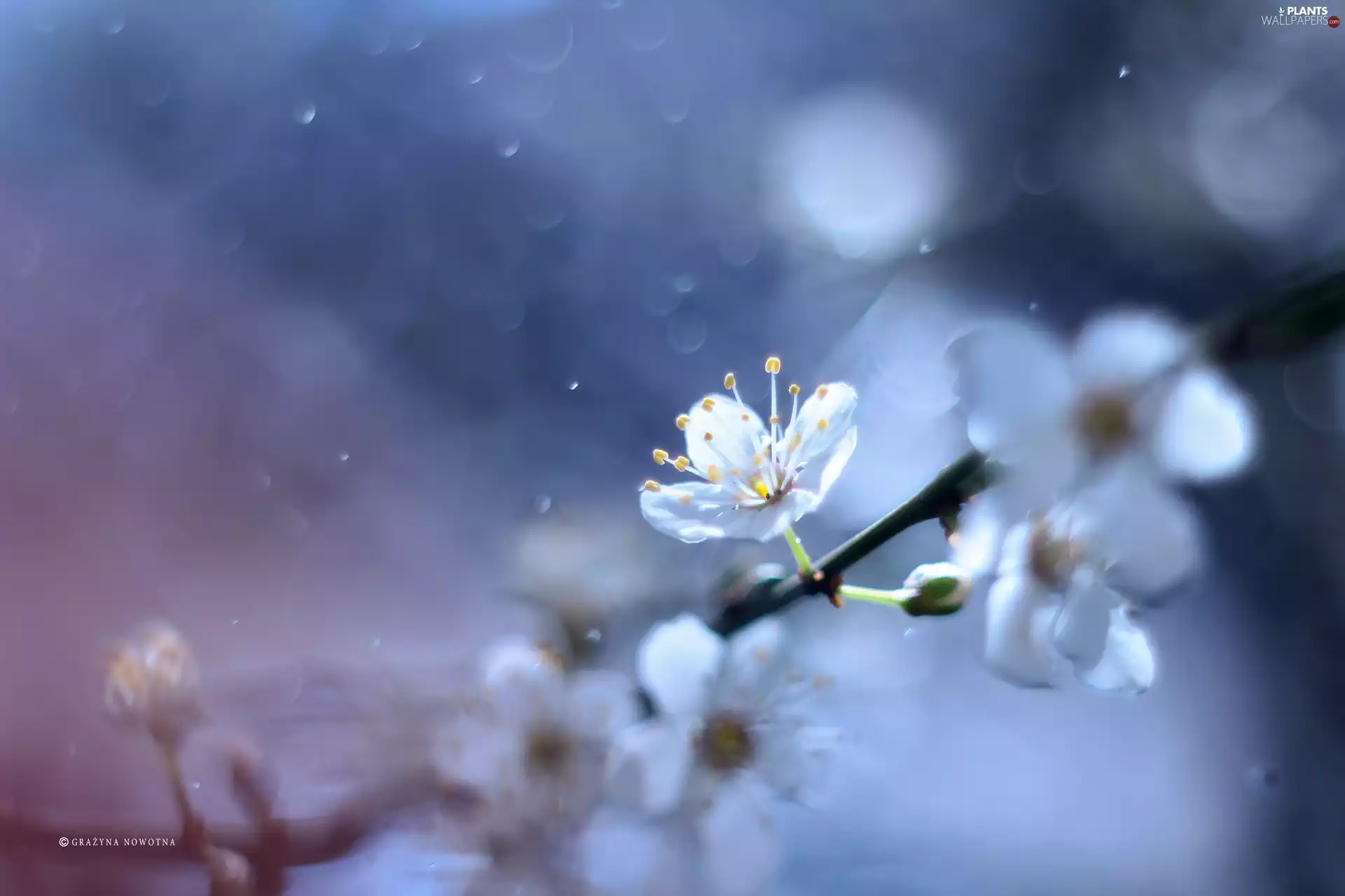 White, trees, fruit, Colourfull Flowers
