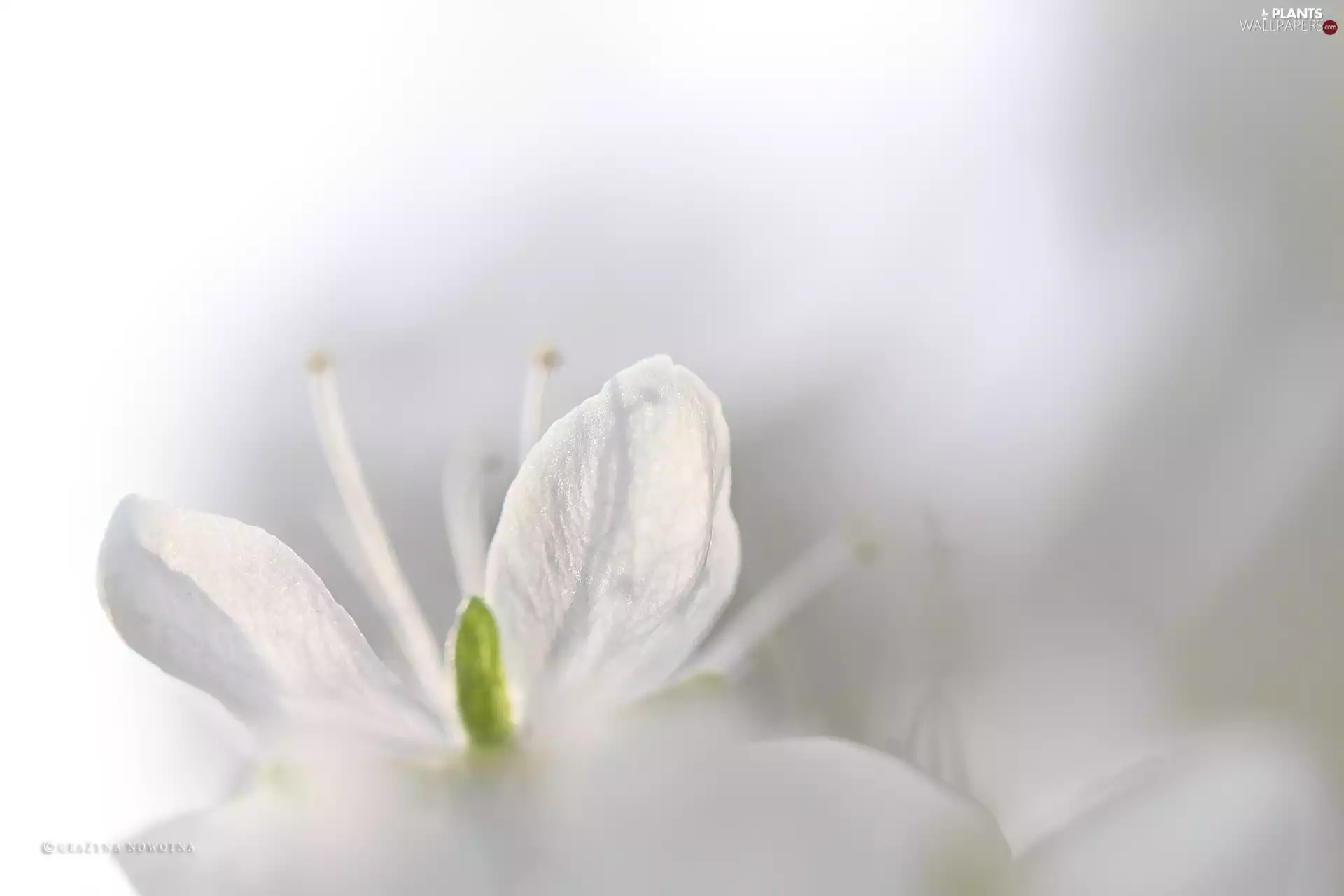 White, trees, fruit, Colourfull Flowers