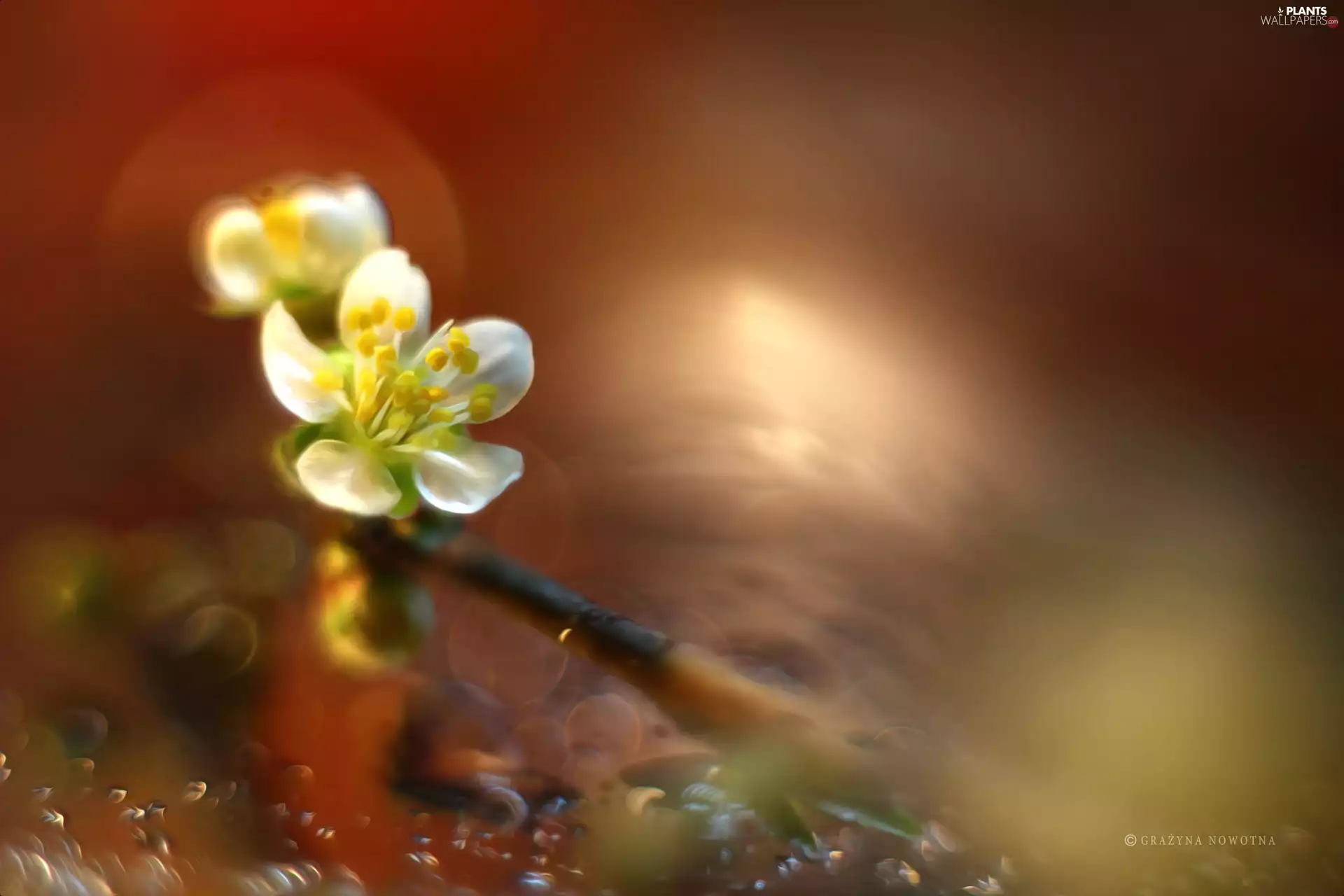 White, trees, fruit, Colourfull Flowers