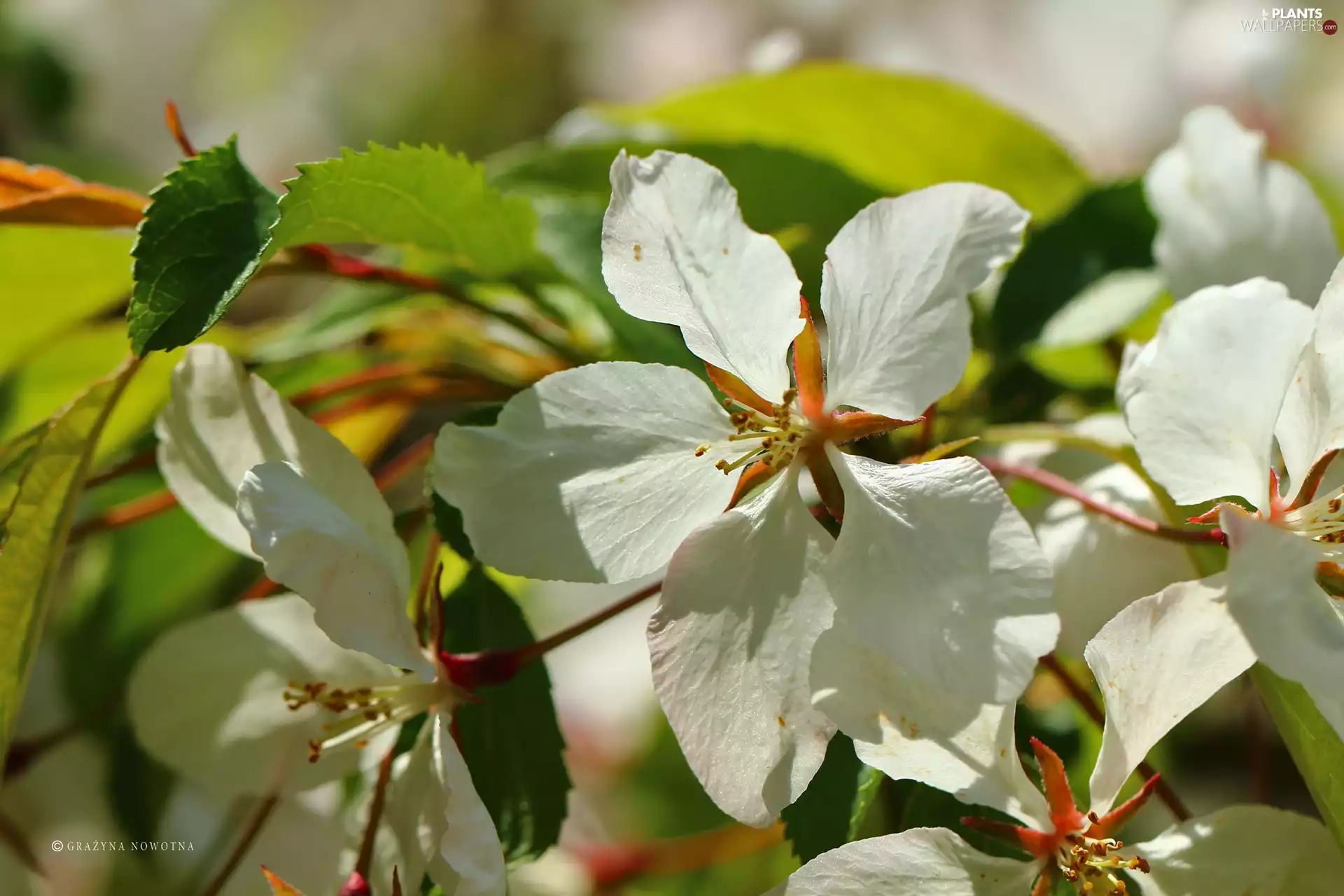 White, trees, fruit, Colourfull Flowers