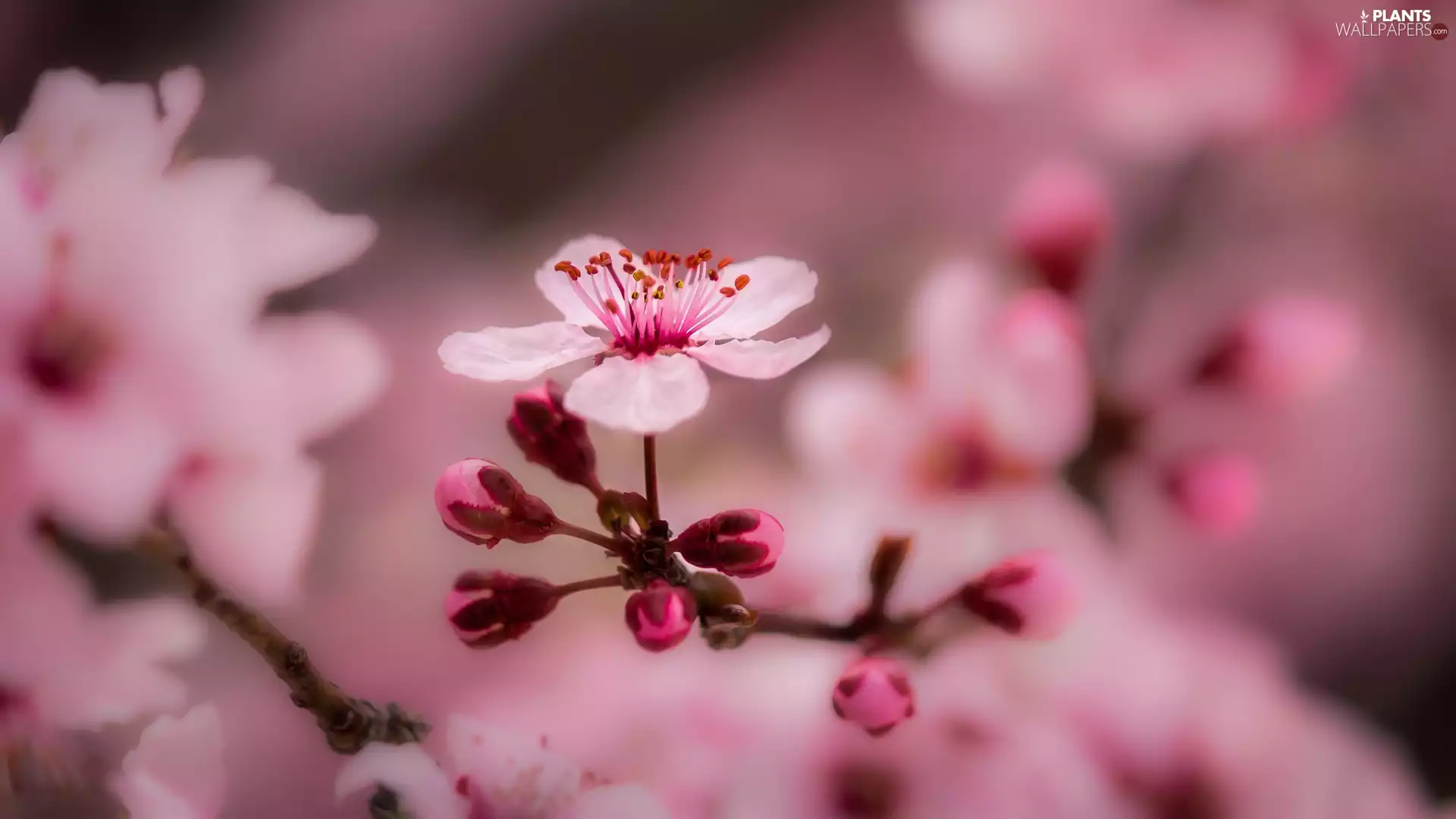 fruit, Colourfull Flowers, trees