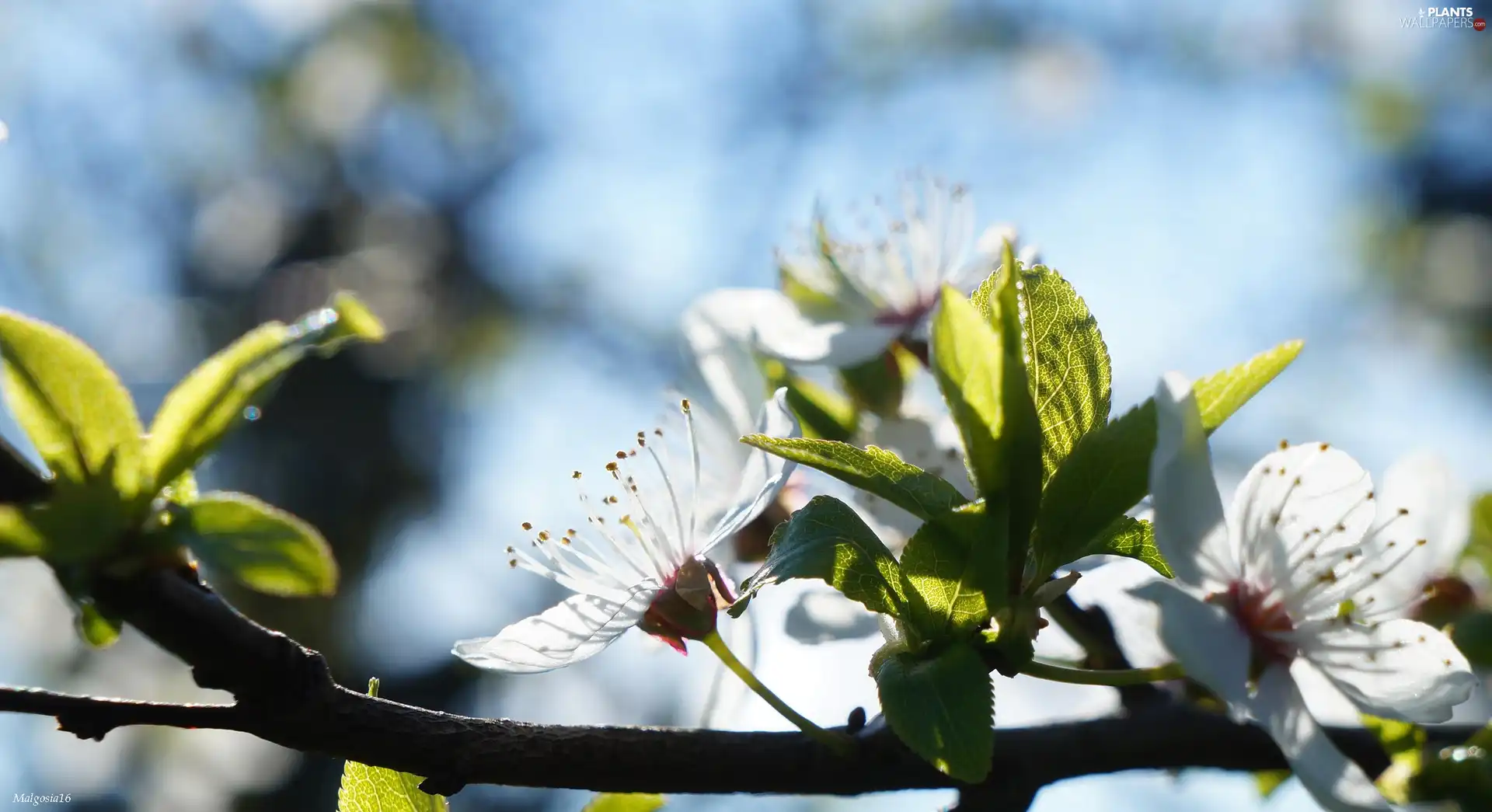 trees, fruit, Flowers, twig, White