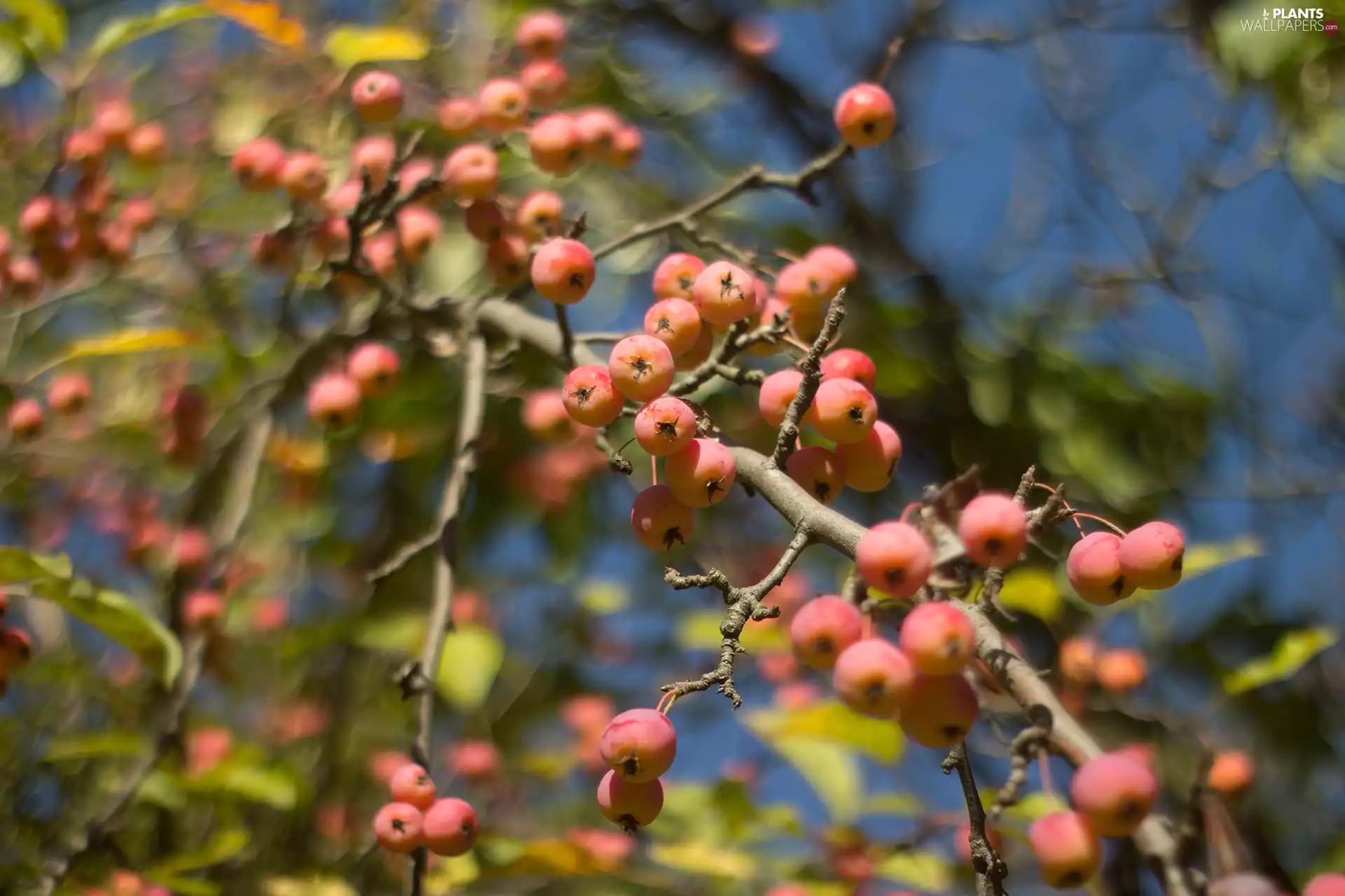 trees, apples, Fruits