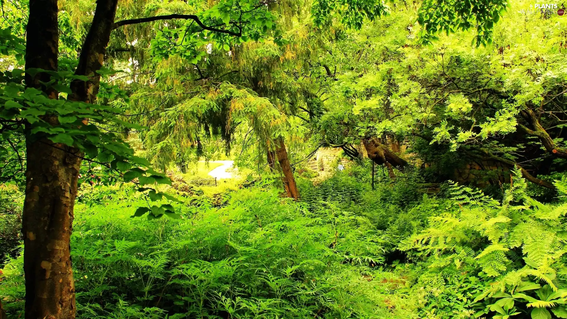 Garden, viewes, fern, trees