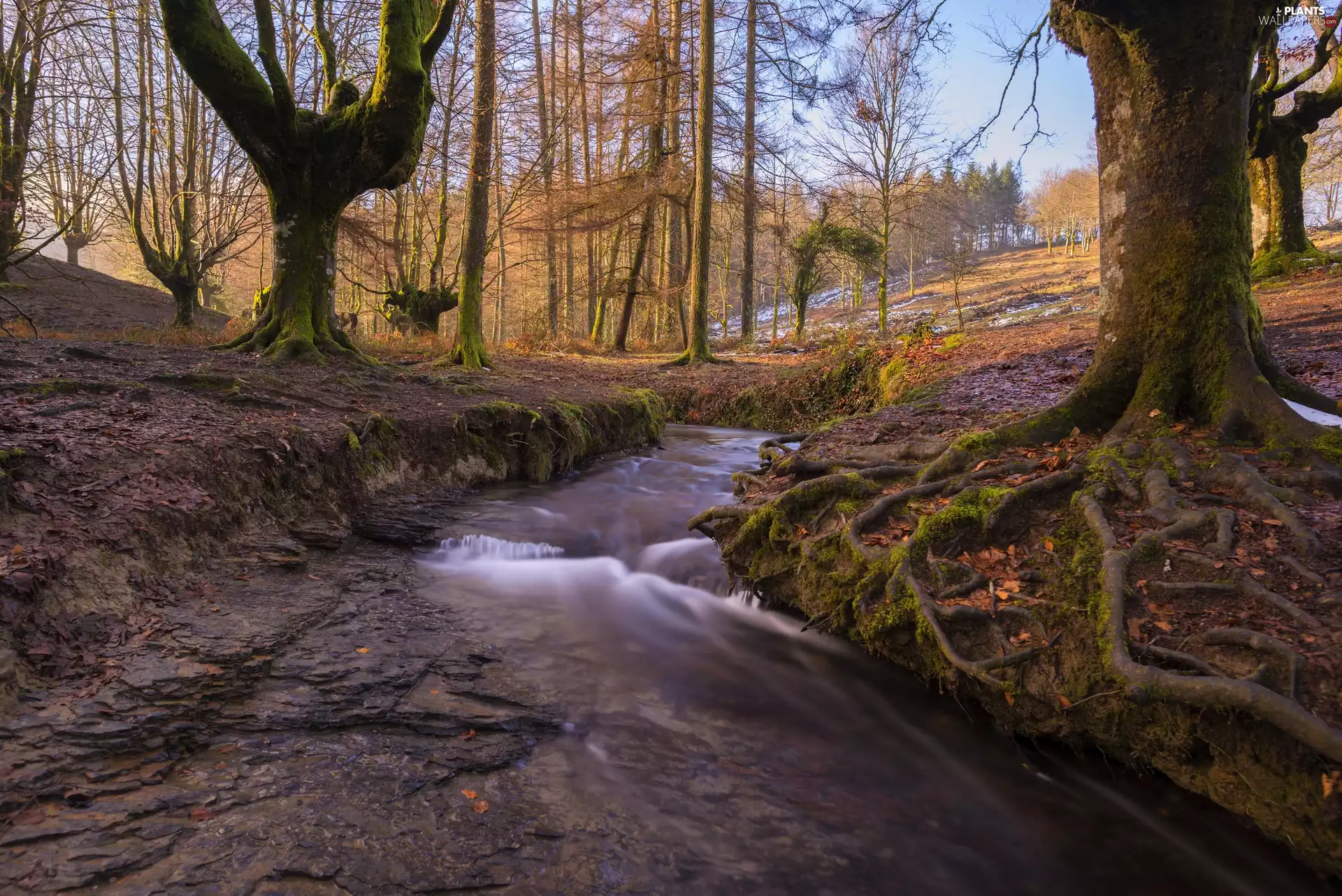 viewes, forest, Spain, brook, Basque Country, trees, Gorbea National Park, stream