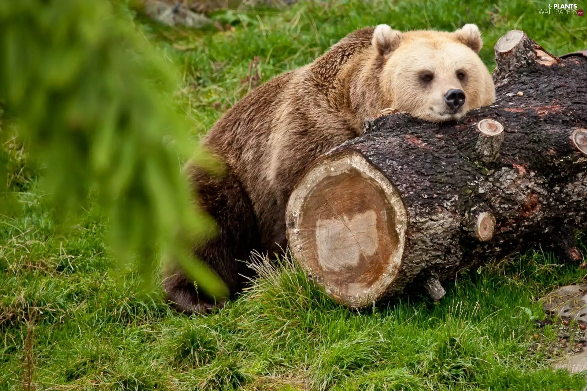 grass, teddy bear, trees