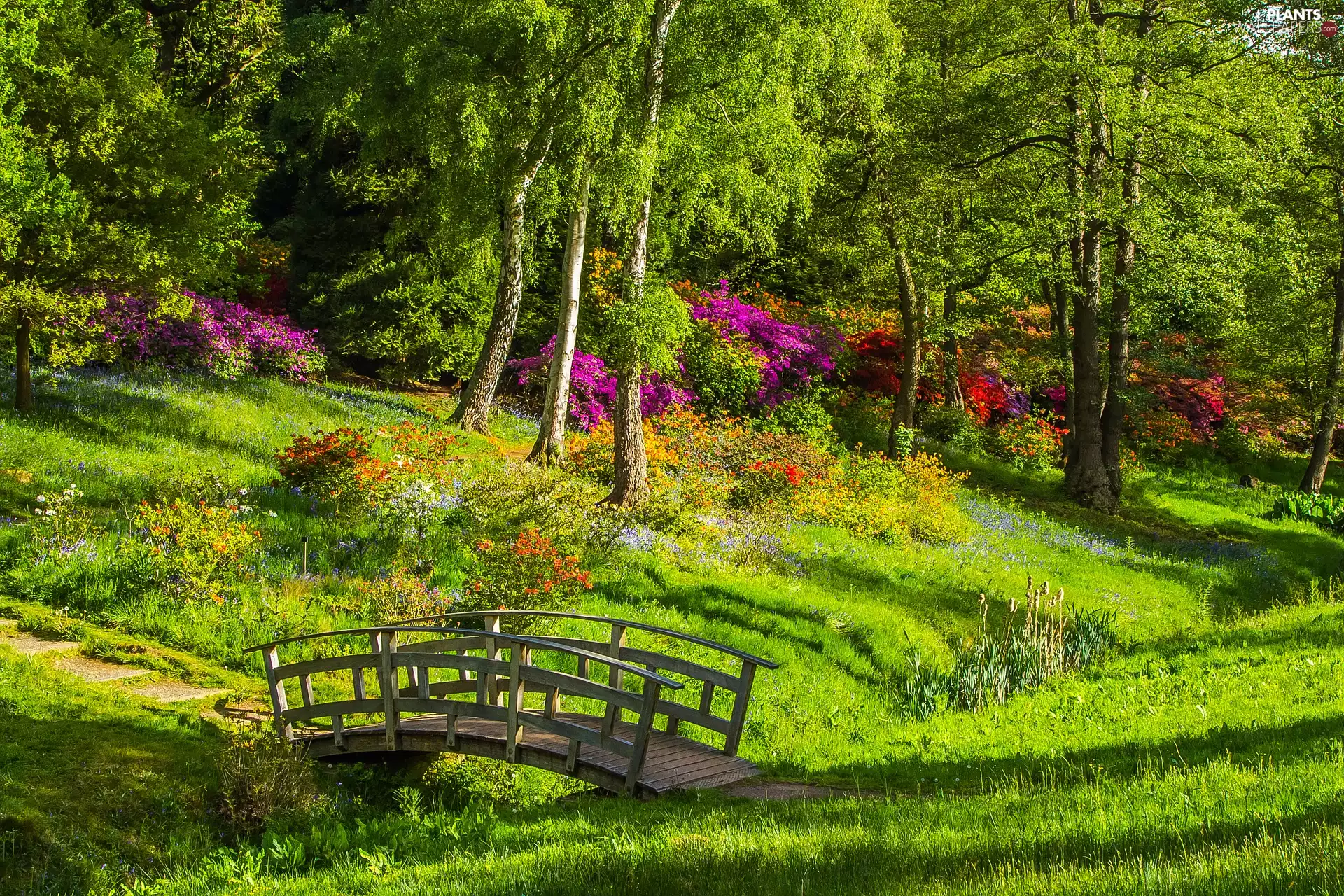 Flowers, flourishing, grass, Bush, viewes, bridges, Park, trees