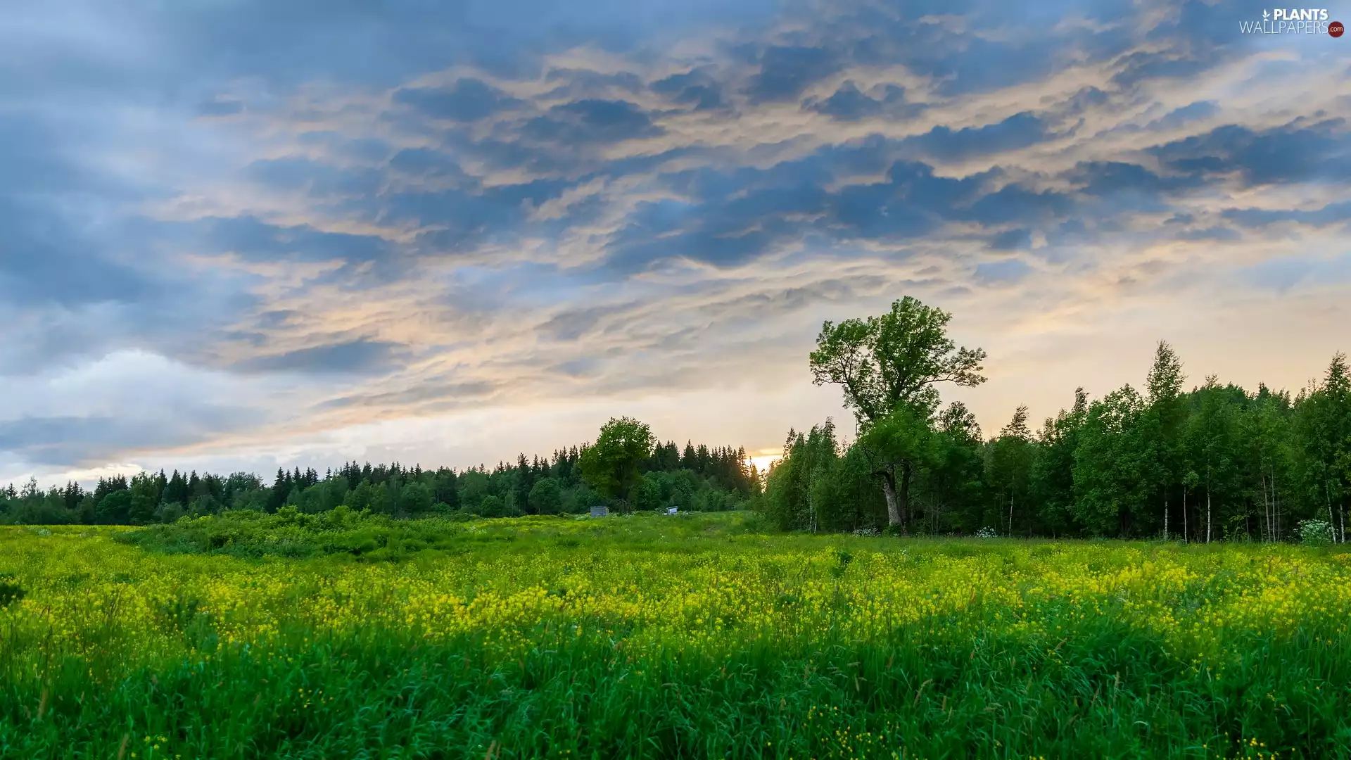 viewes, forest, grass, trees, Meadow, Green, clouds