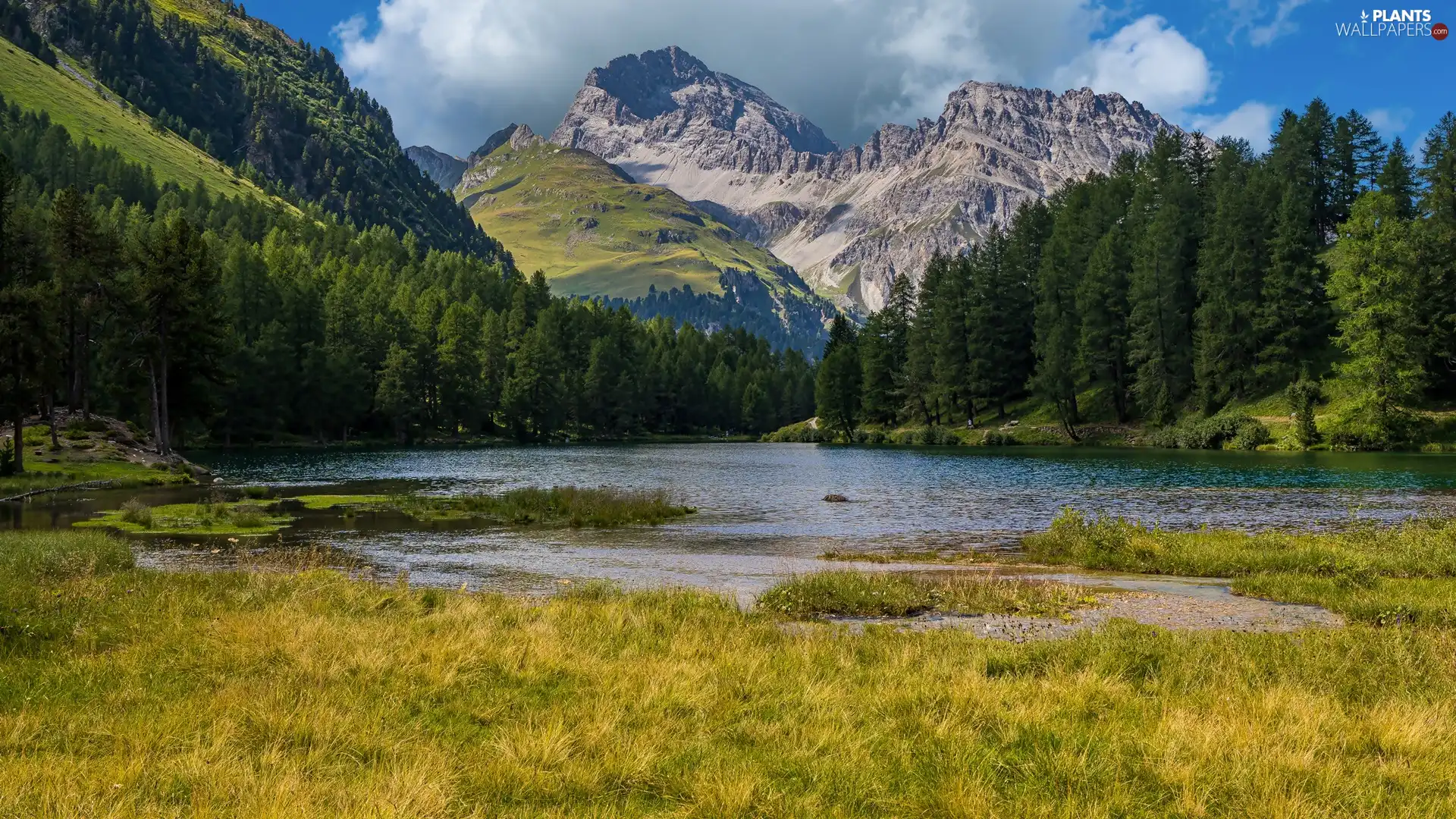 viewes, forest, grass, trees, Mountains, lake, clouds