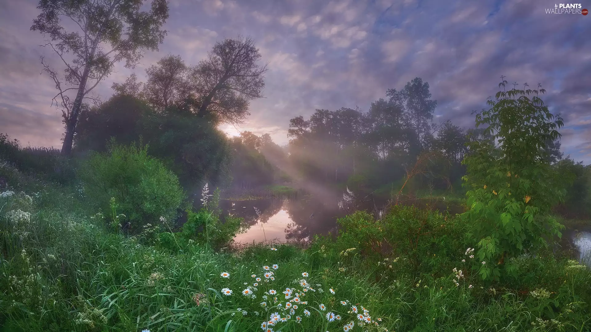 viewes, morning, grass, trees, Sunrise, River, daisy