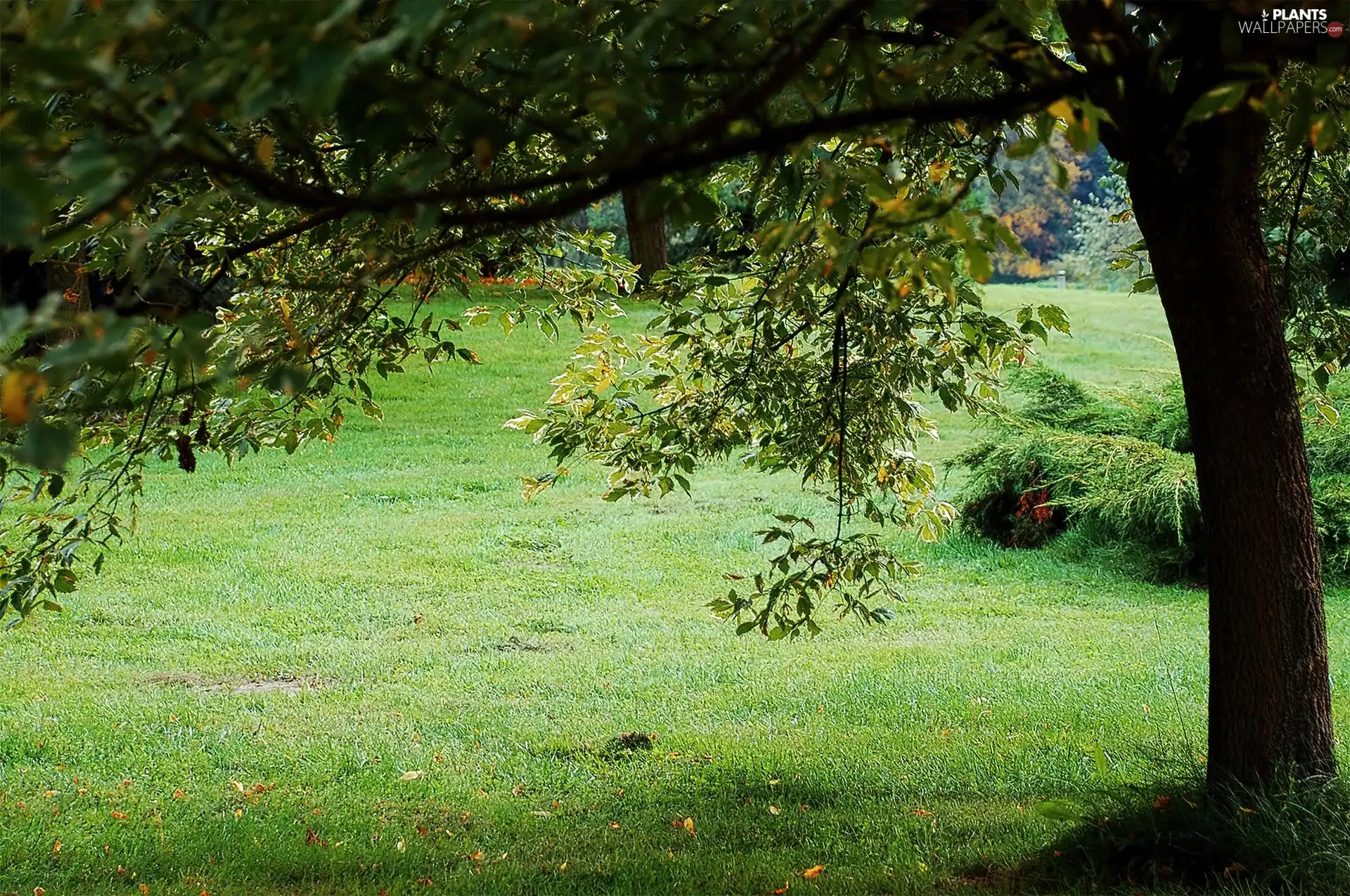 trees, Park, grass