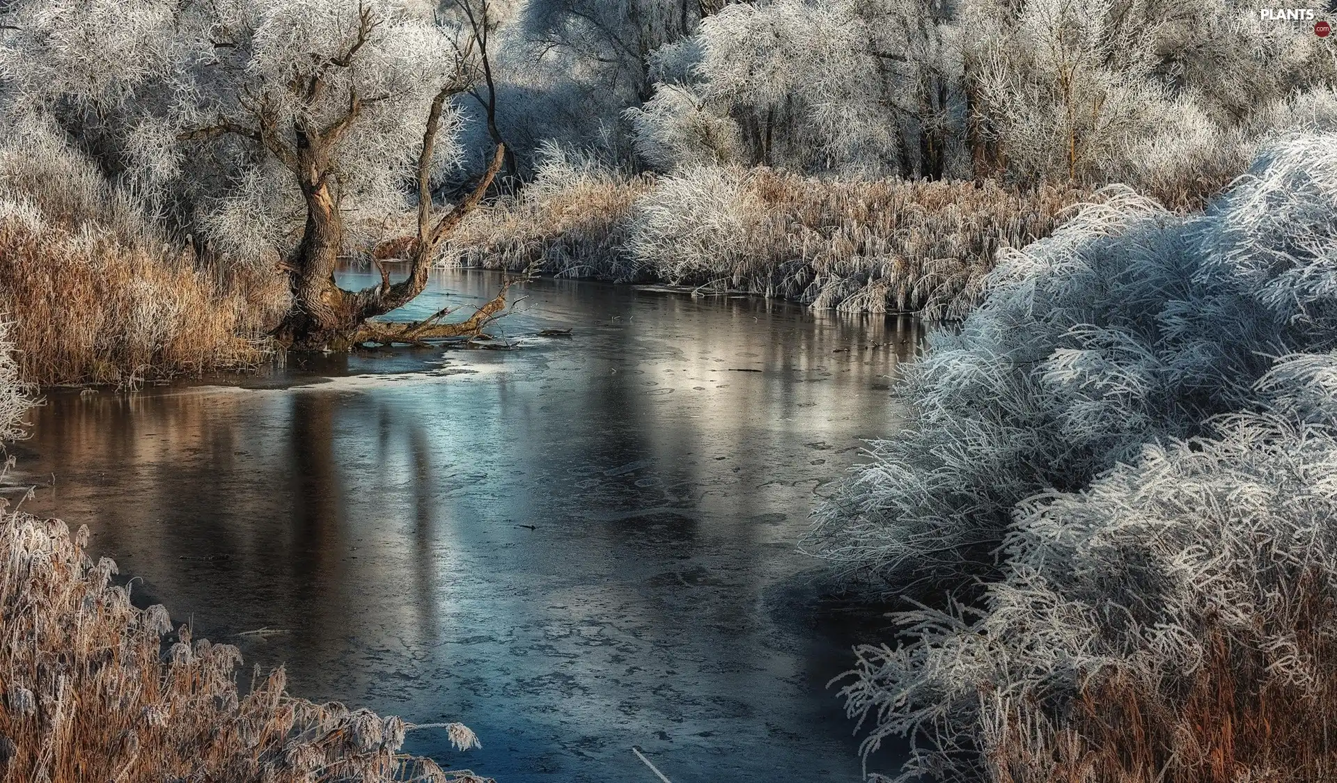 trees, winter, grass, White frost, viewes, River