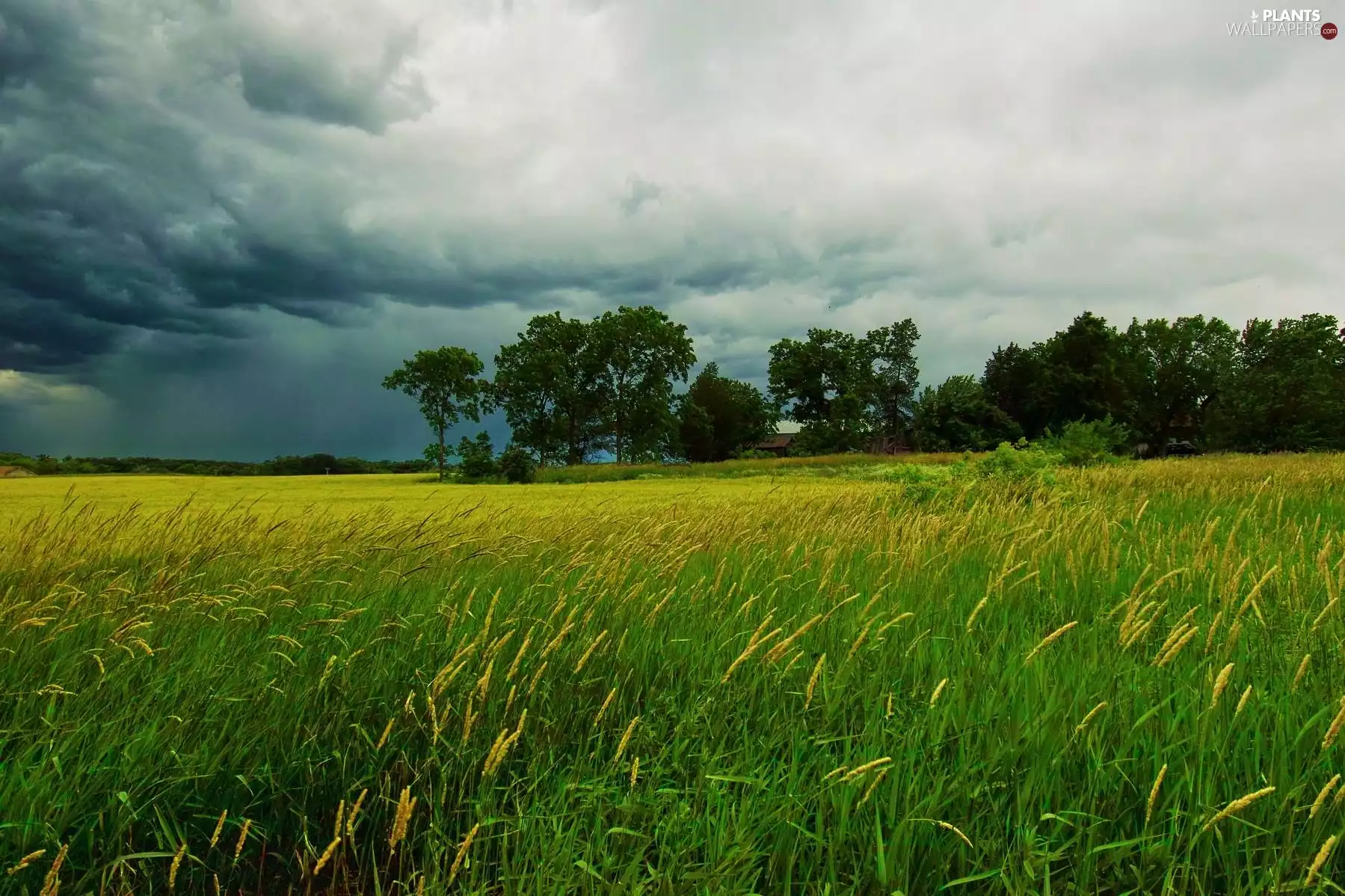 grass, viewes, Sky, trees