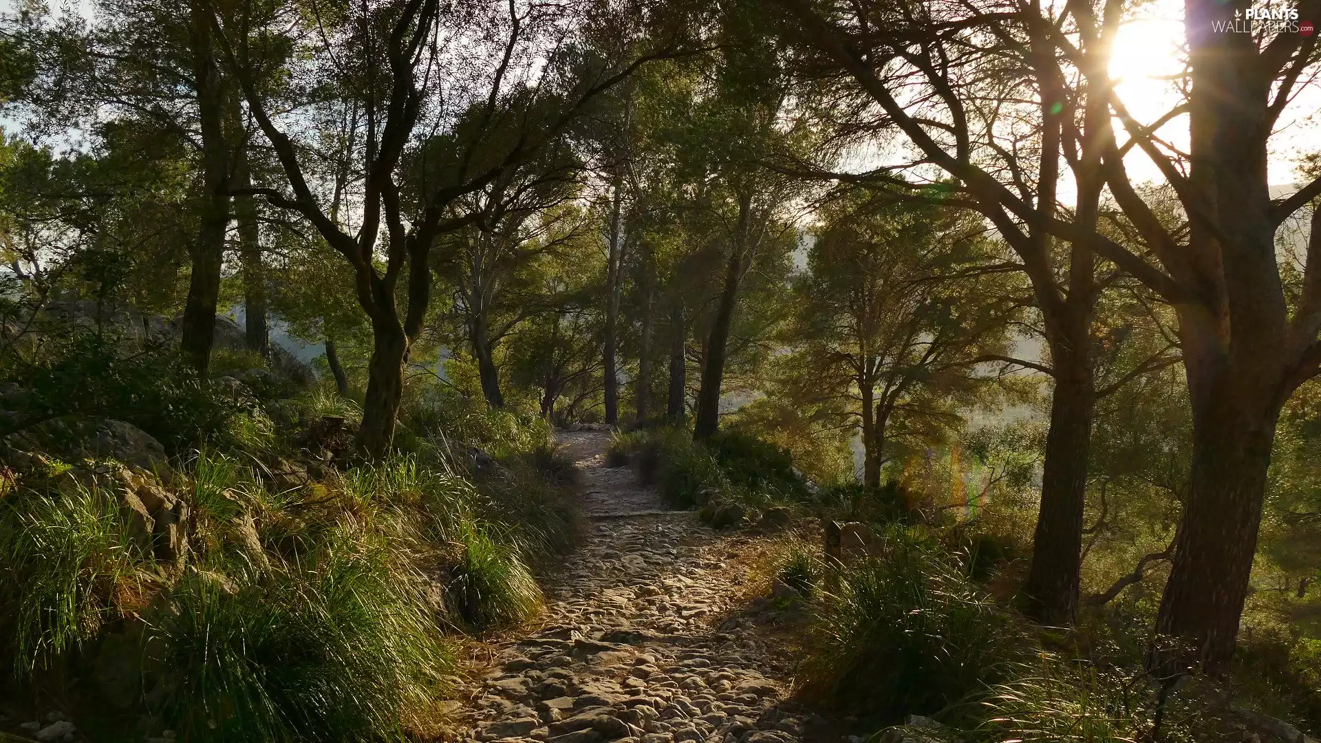viewes, Way, grass, trees, rocky, Stones, sun